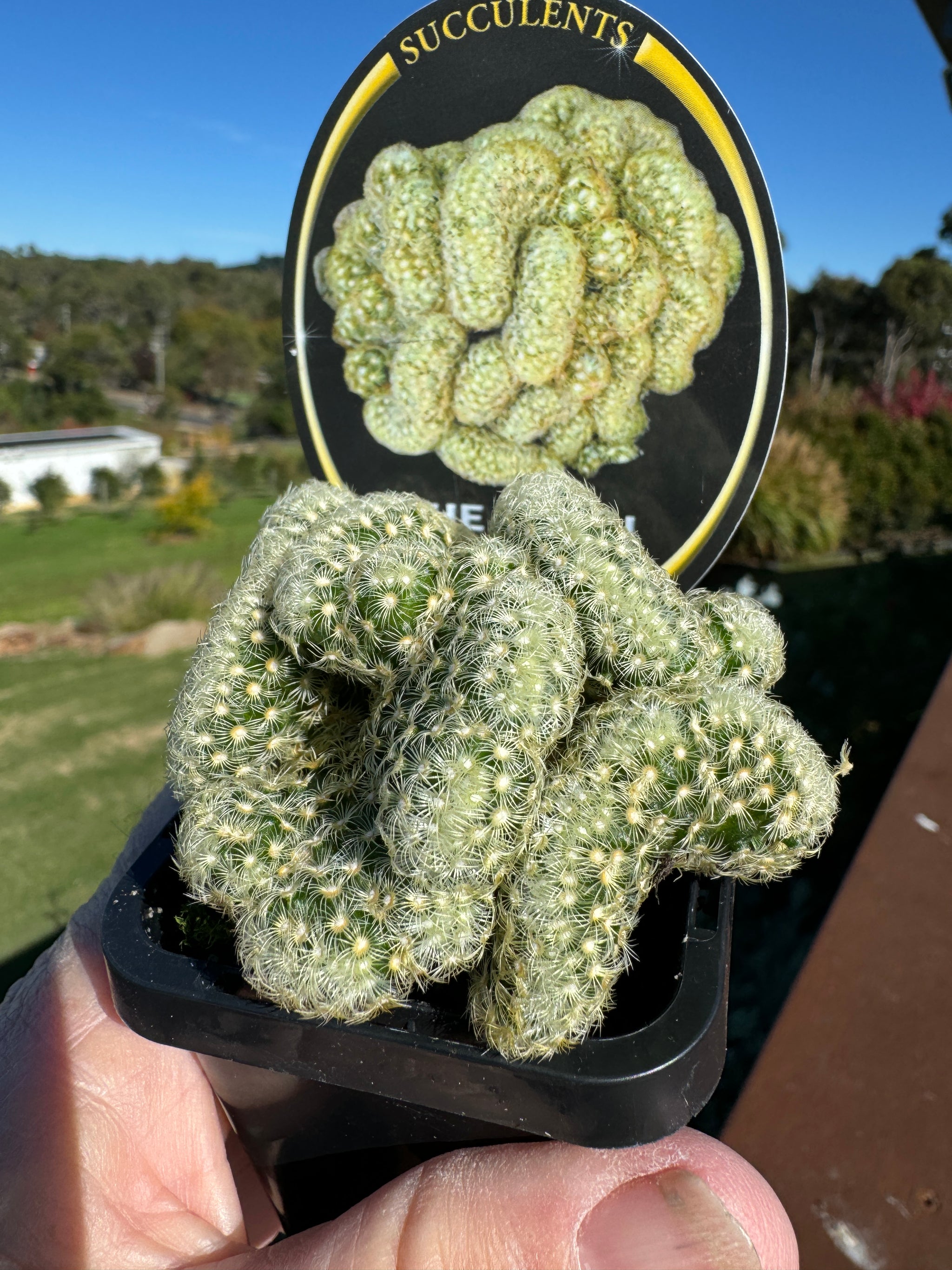 Mammillaria elongata cristata 'The Brain Cactus'