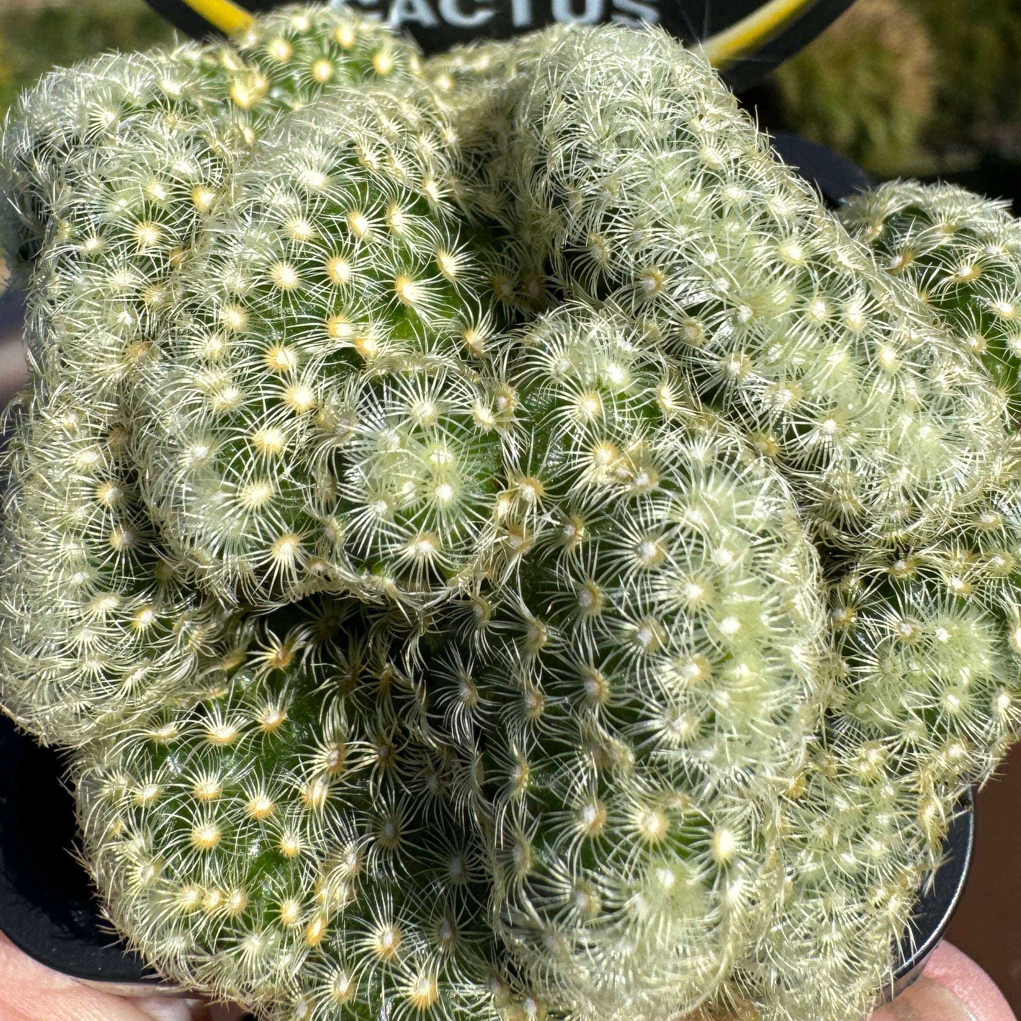 types of brain cactus Mammillaria elongata cristata