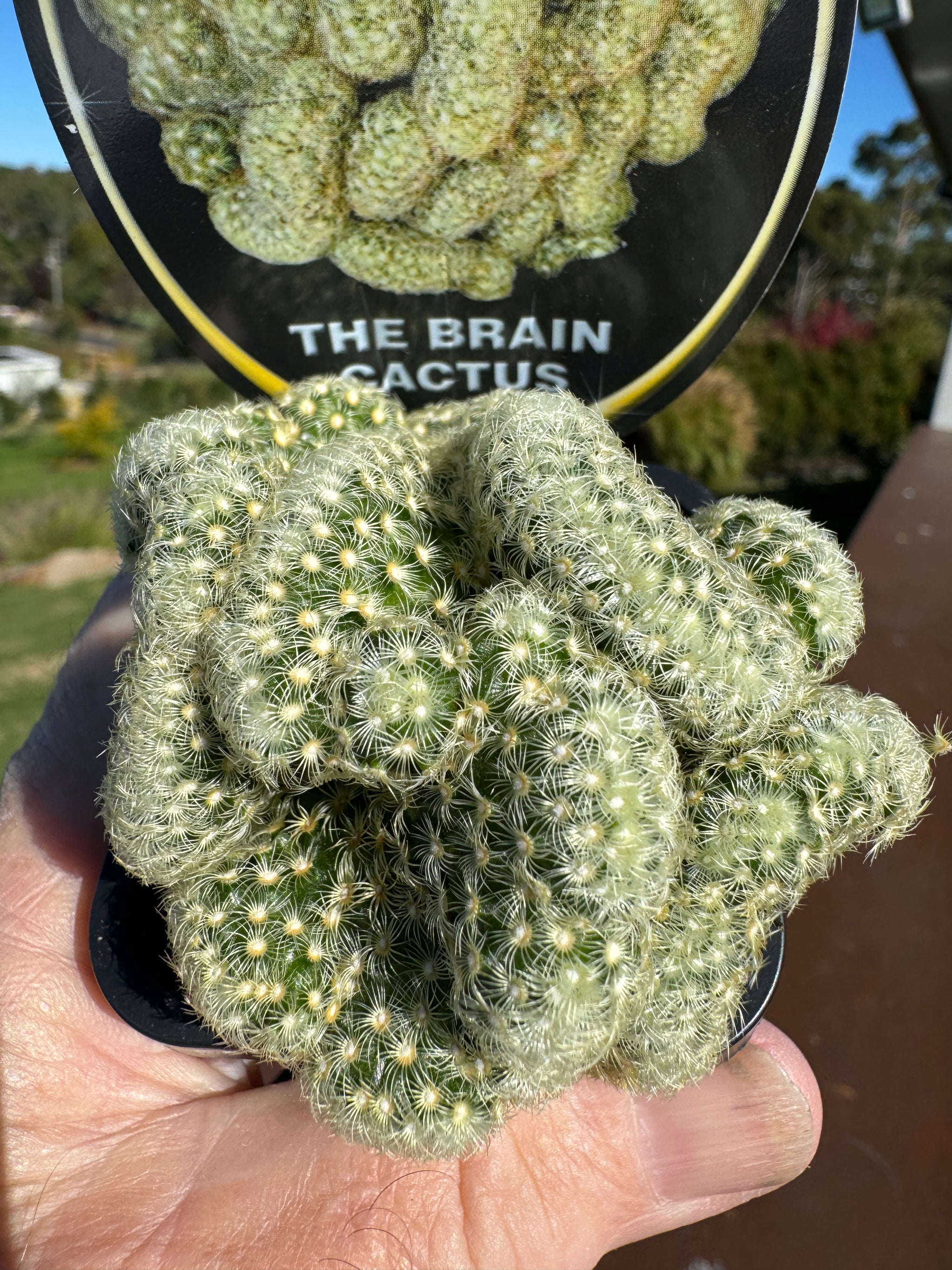 Mammillaria elongata cristata - The Brain Cactus