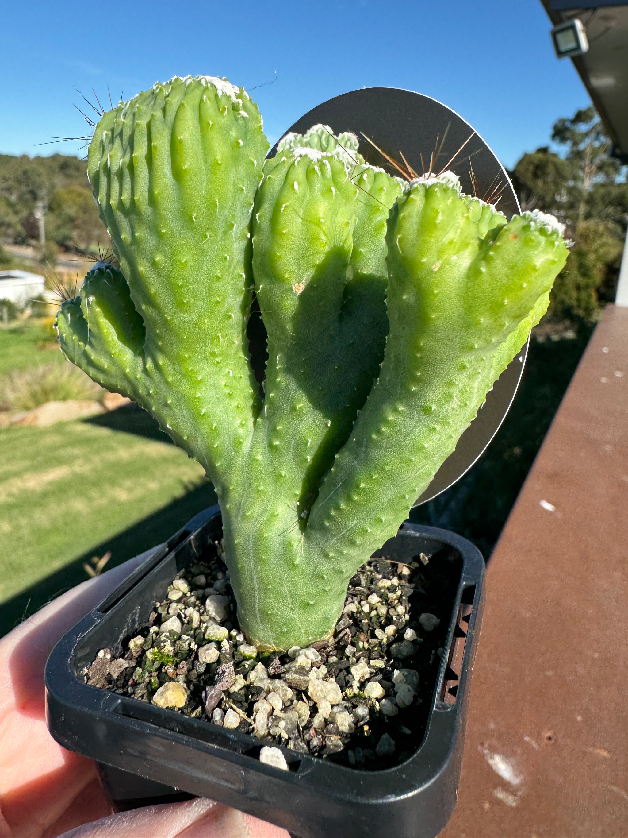 Cereus hildmannianus 'Wild Thing' monstrose