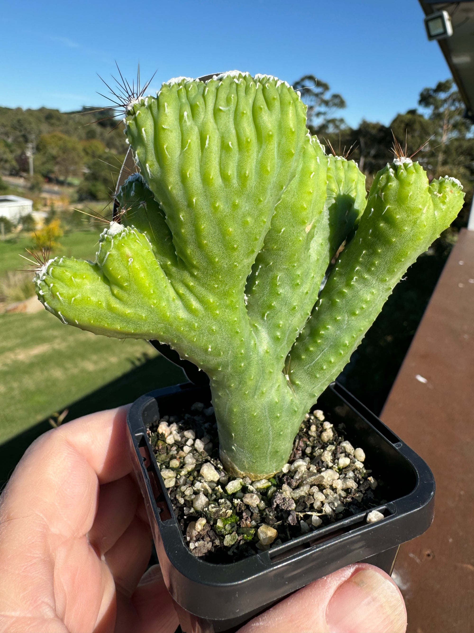 Cereus hildmannianus 'Wild Thing' monstrose