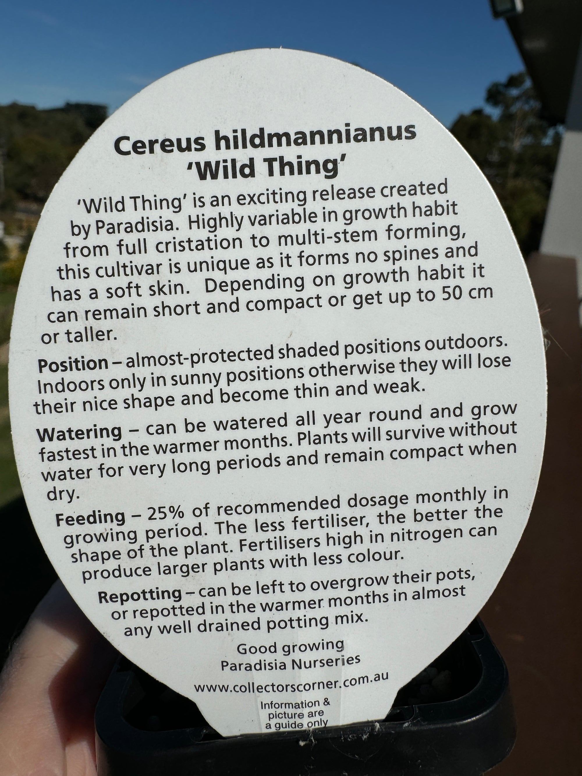 Cereus hildmannianus 'Wild Thing' monstrose