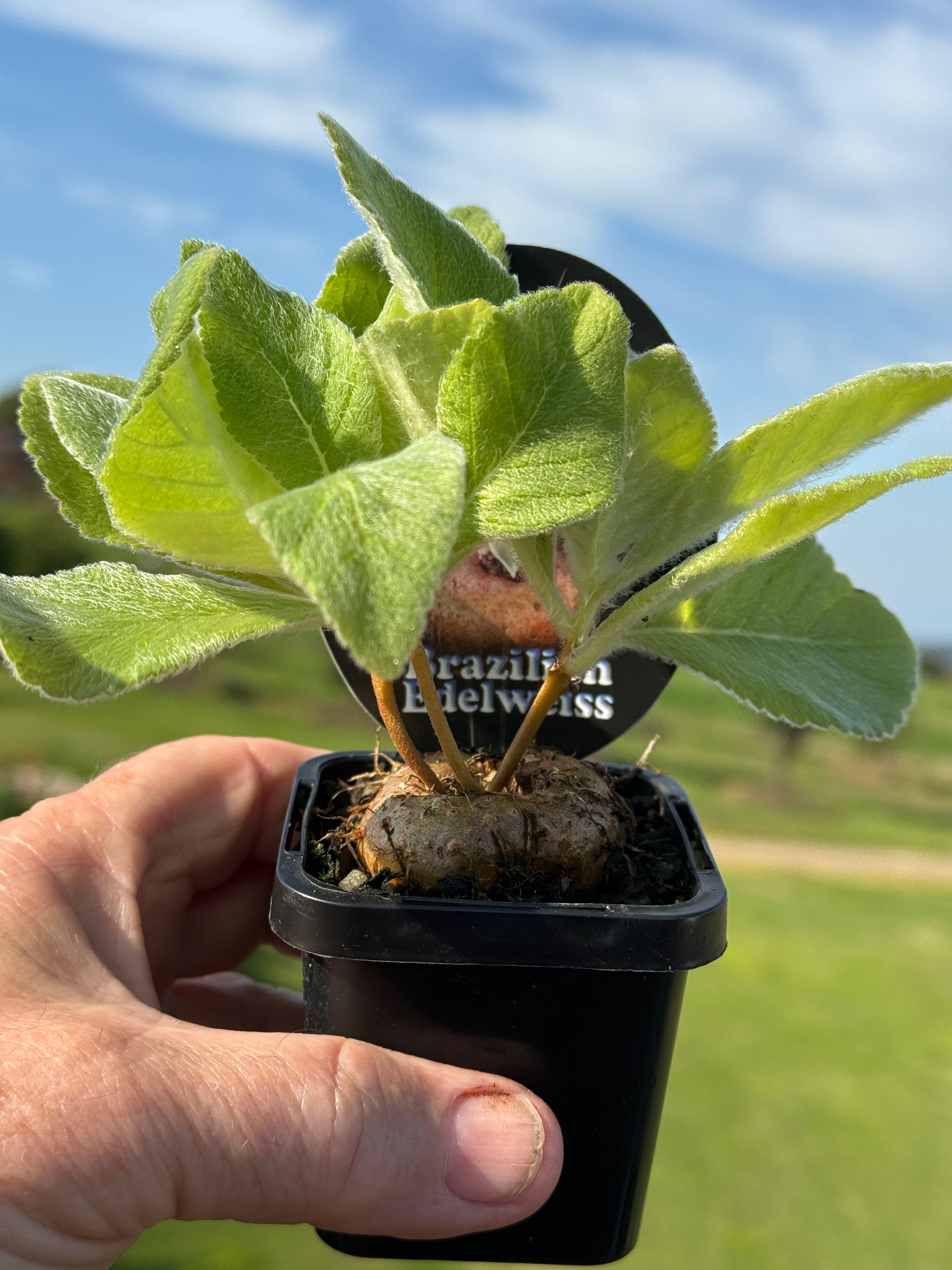 Sinningia leucotricha 'Brazillian Edelweiss'