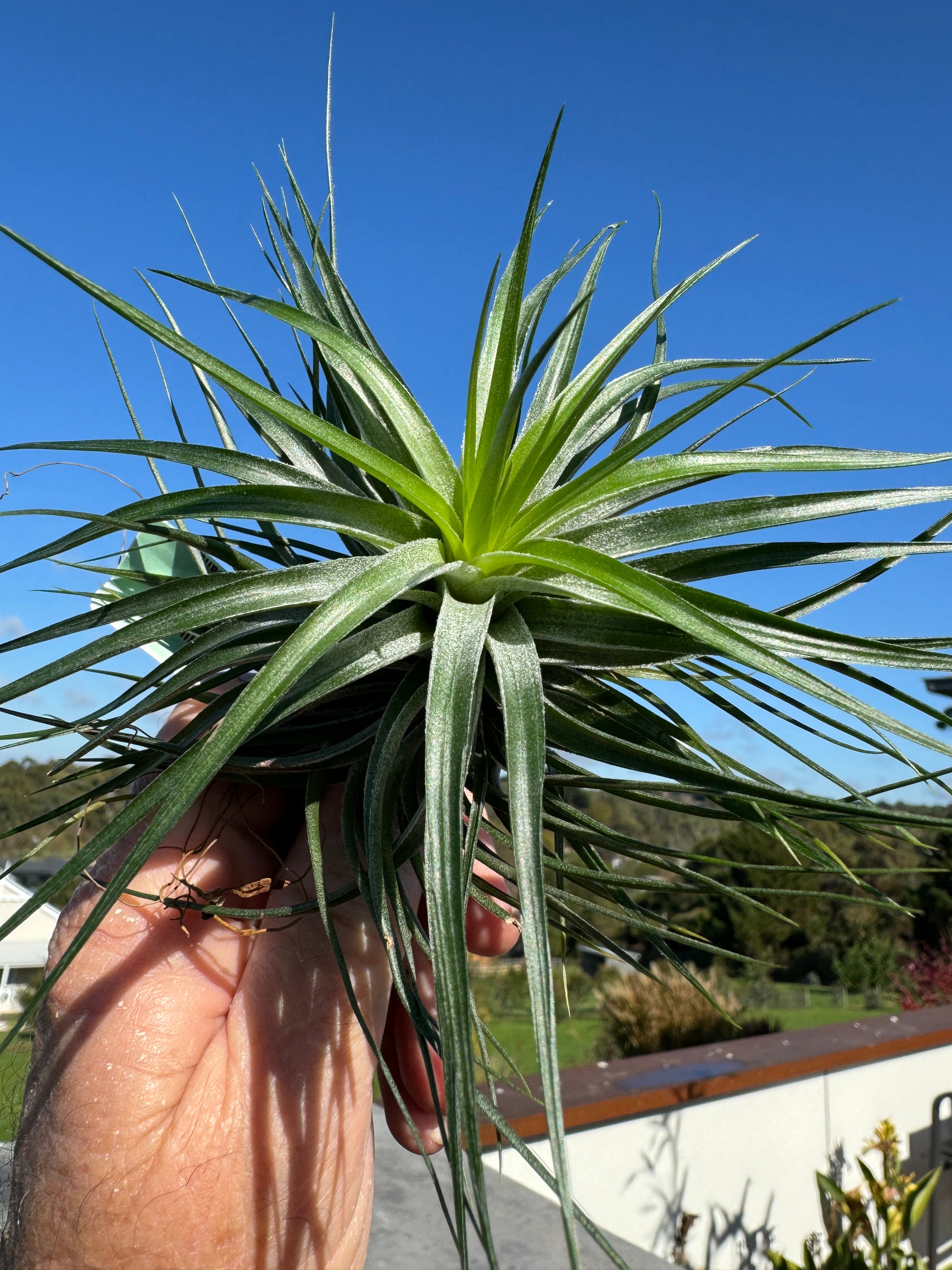 Tillandsia Cotton Candy 'Compact'