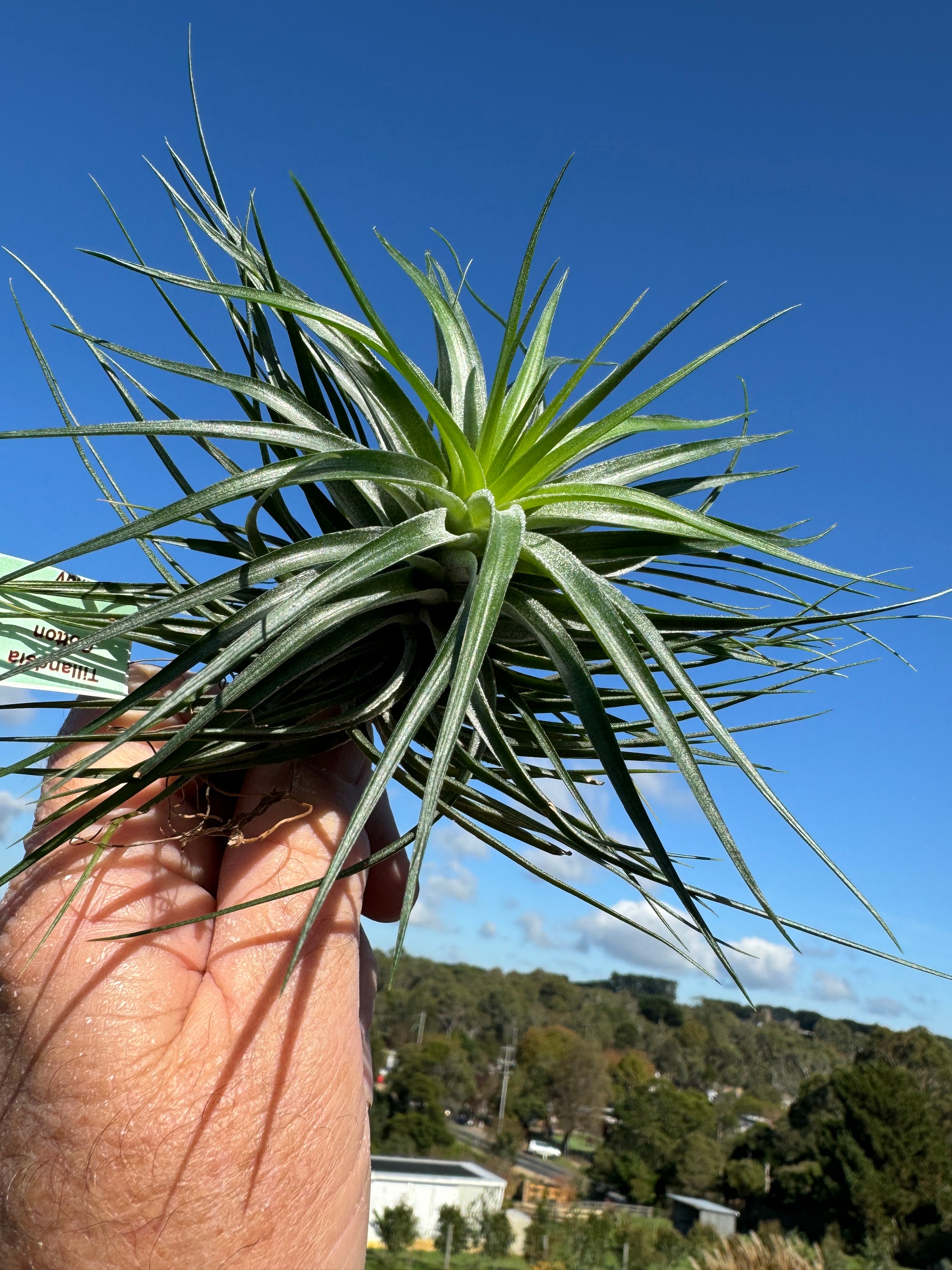 Tillandsia Cotton Candy 'Compact'