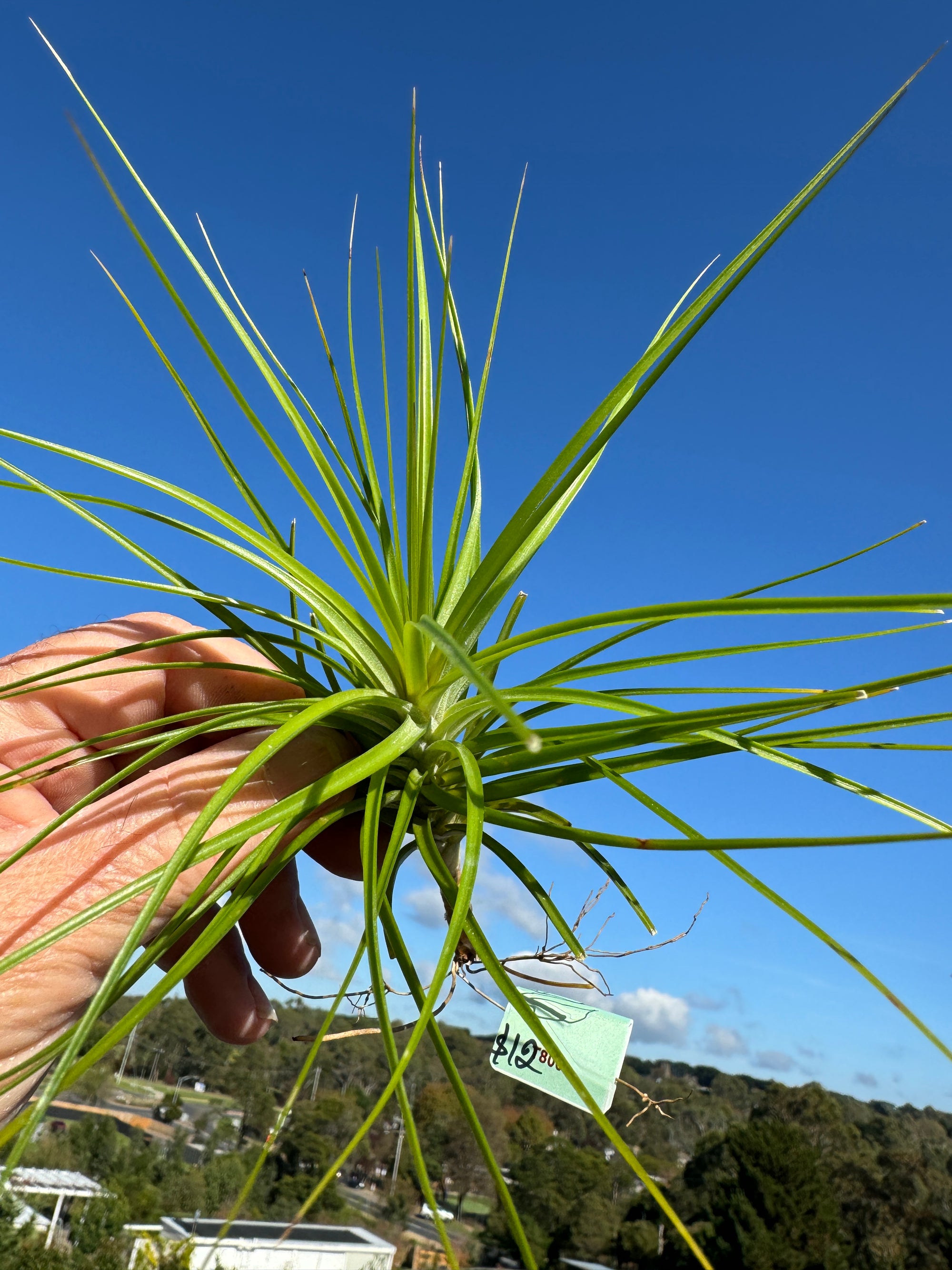 Tillandsia caulescens