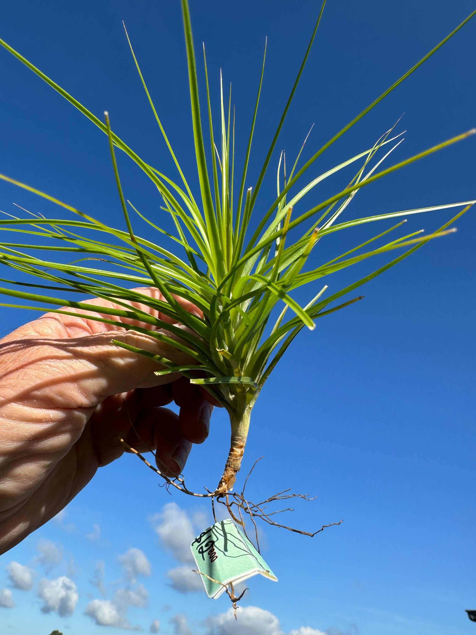 Tillandsia caulescens