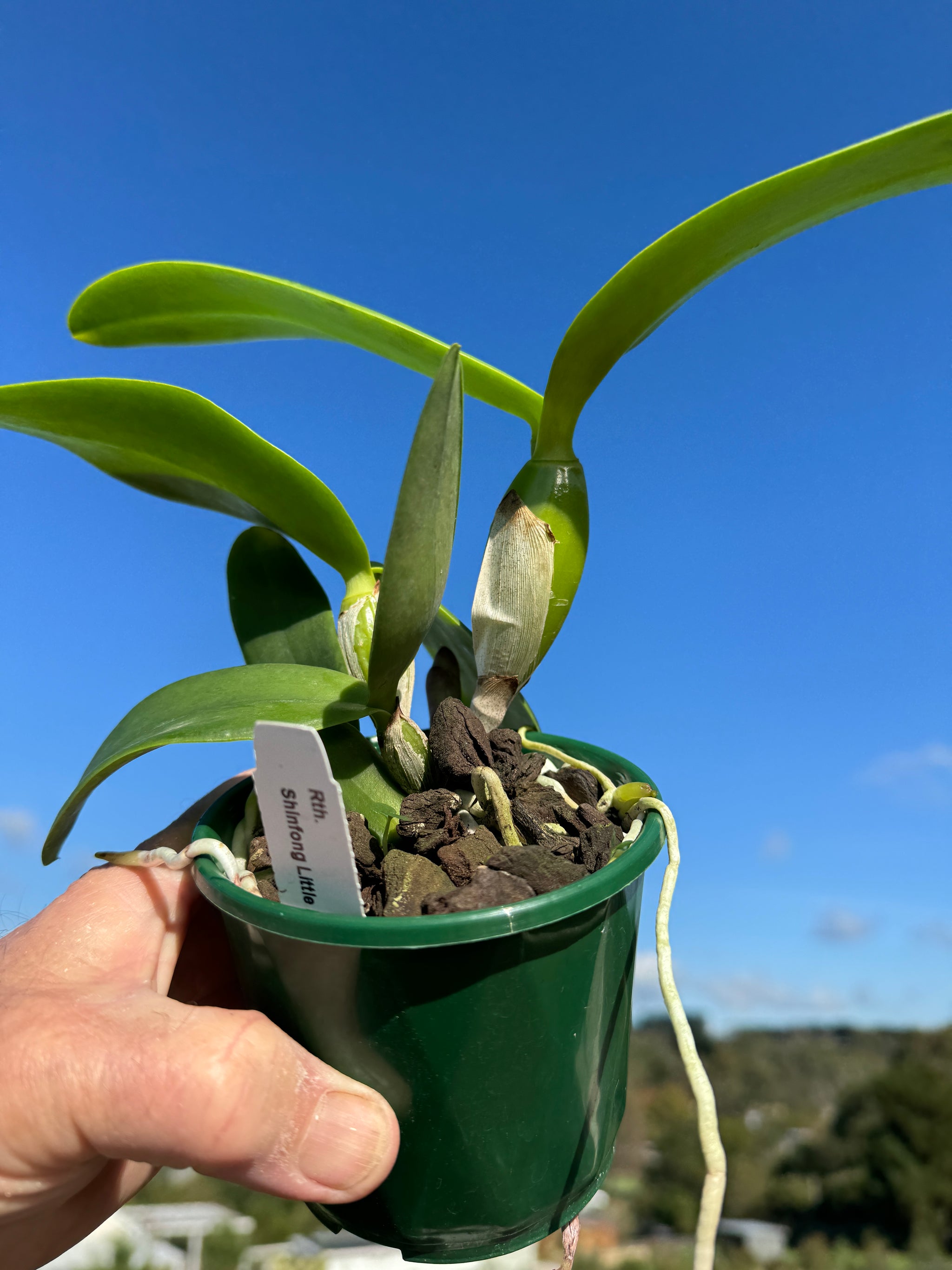 Cattleya Allience  Rth Shinfong 'Little Boy'