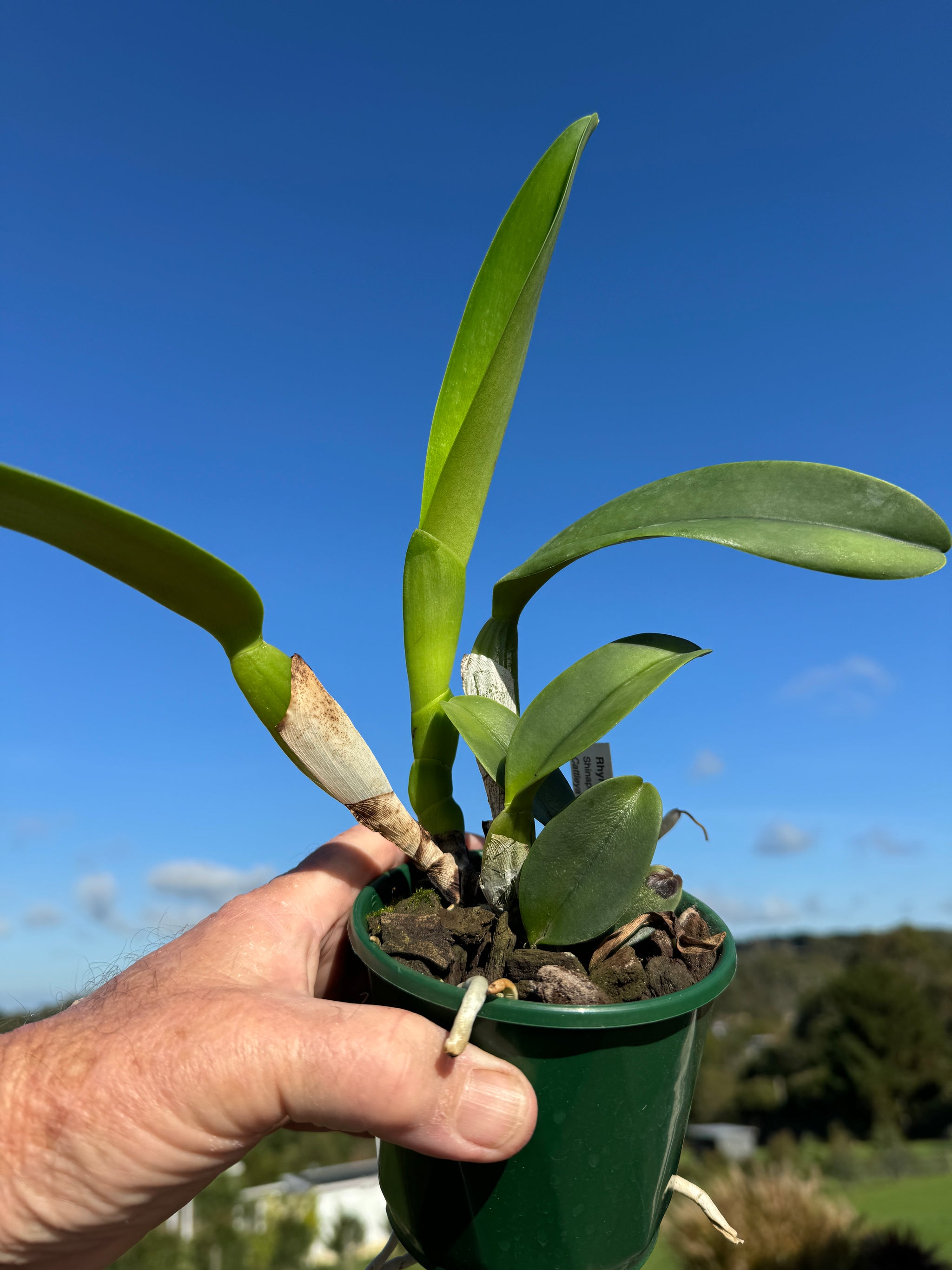 Cattleya Alliance Rlc. Shinaphat Diamond 'Golden Wing'