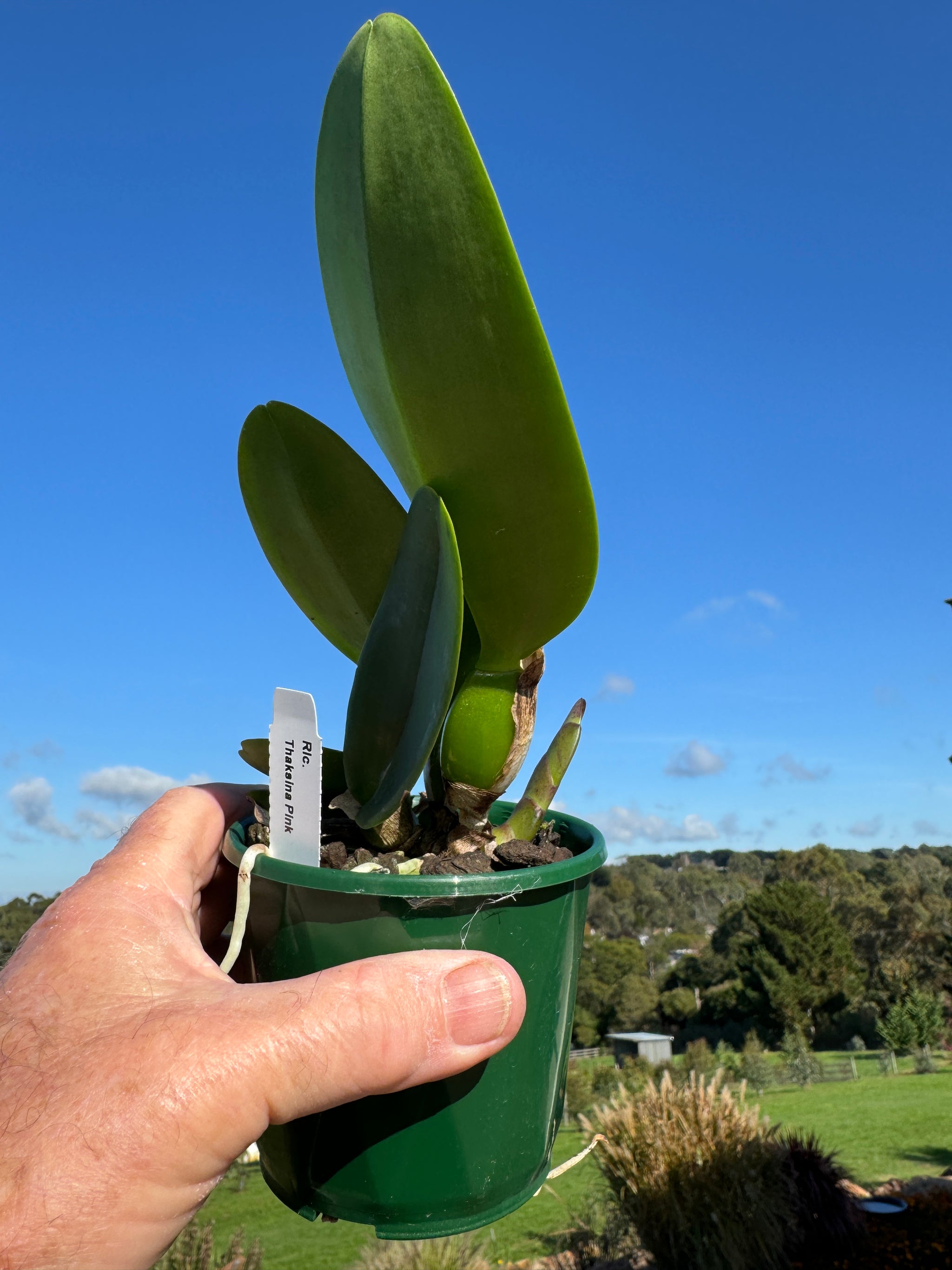 Cattleya Allience Rlc Thaksina Pink