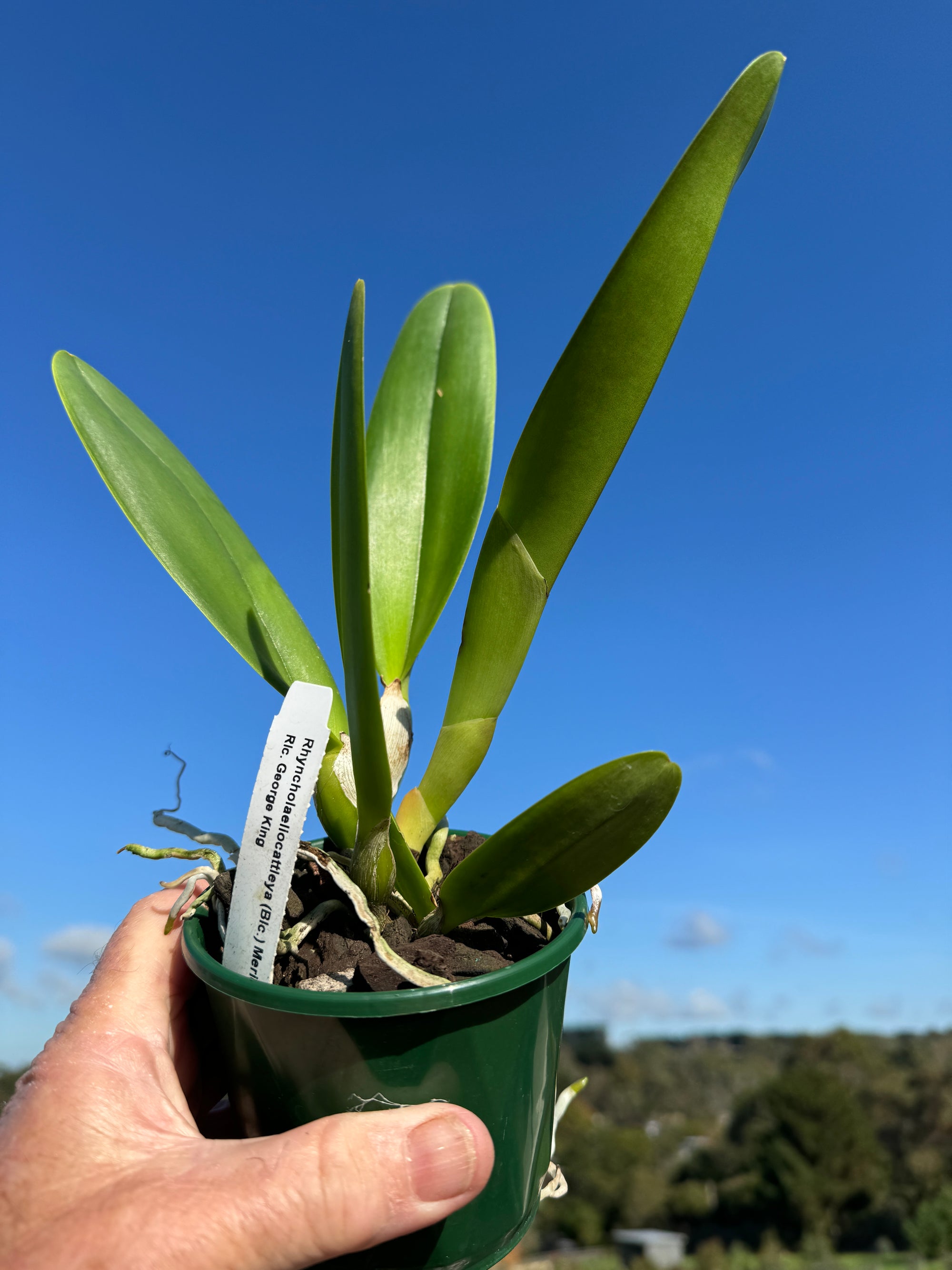 Cattleya Allience  Rlc George King 'Serenity'