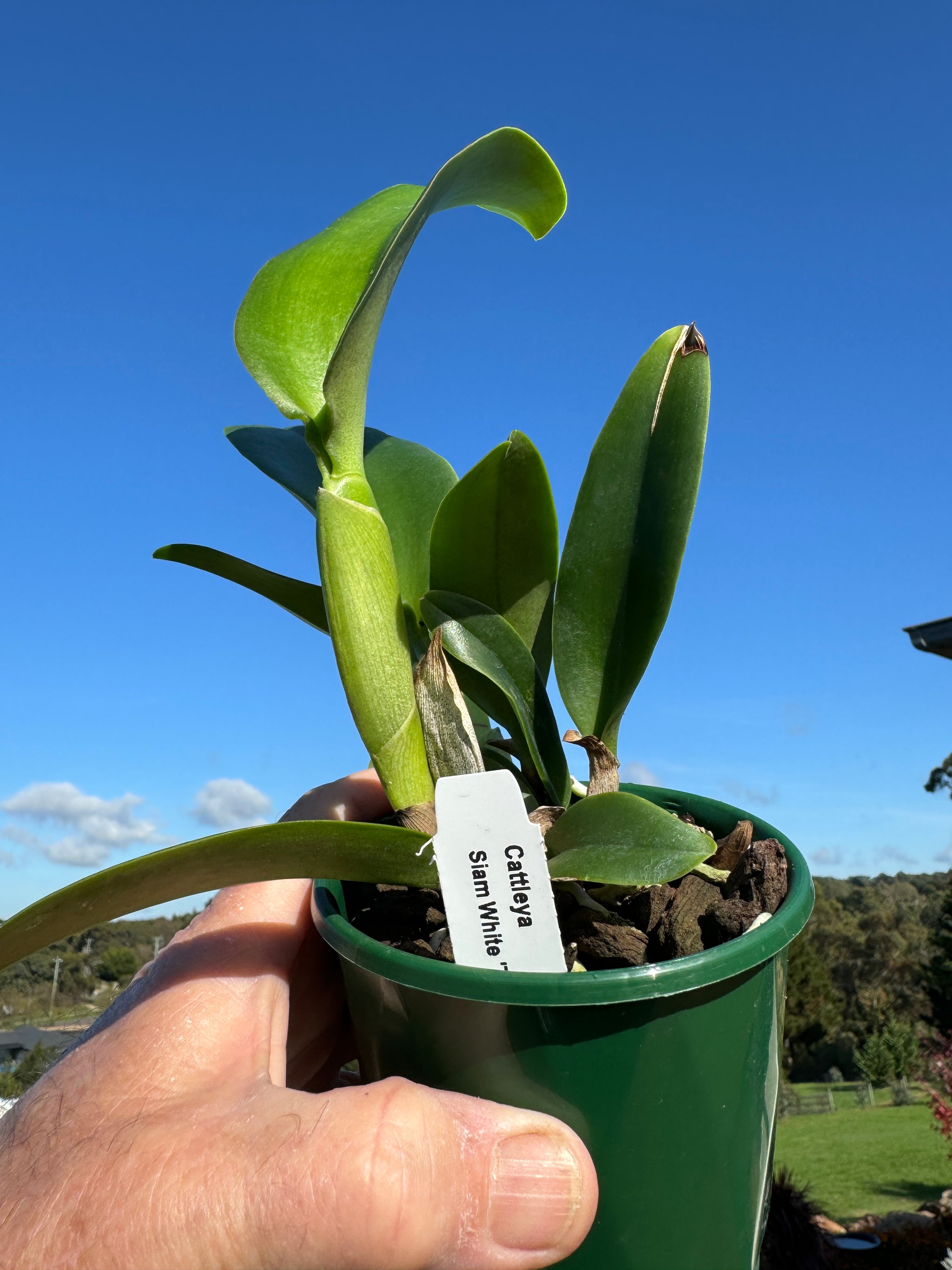 Cattleya Allience Rlc Siam White 'The best'