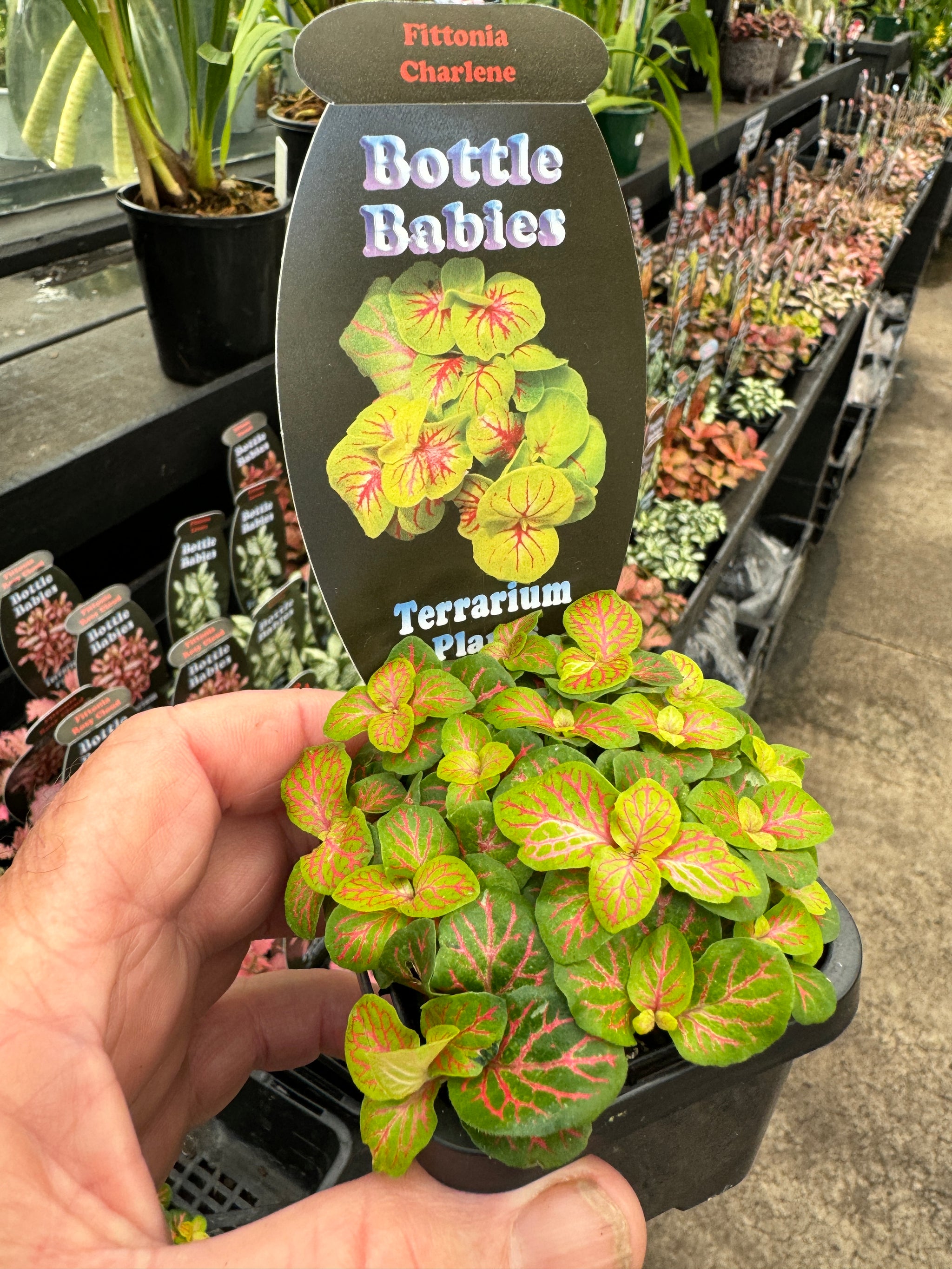 Fittonia 'Charlene'