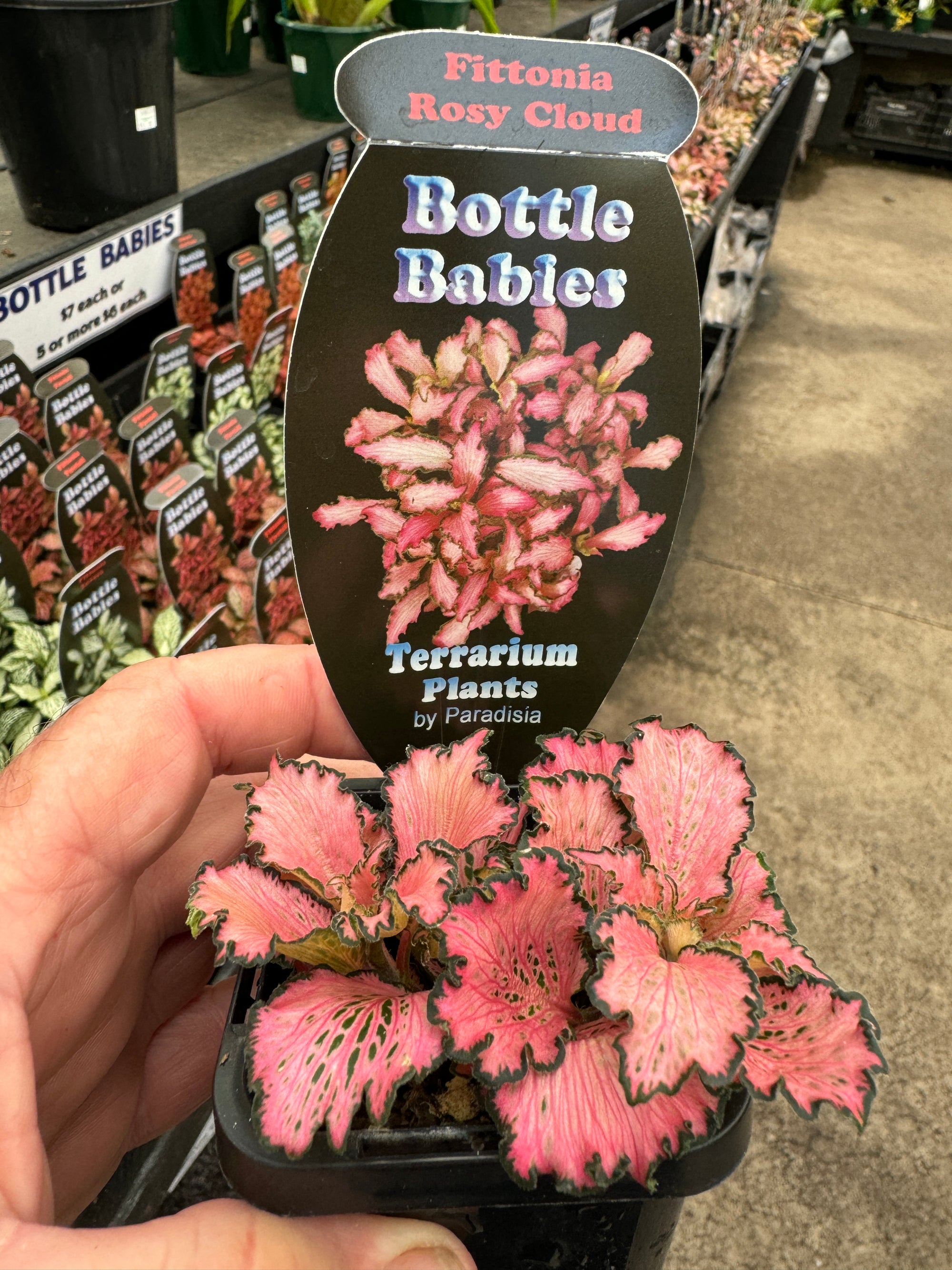 Fittonia 'Rosy Cloud' - The Ruffled Rose Nerve Plant