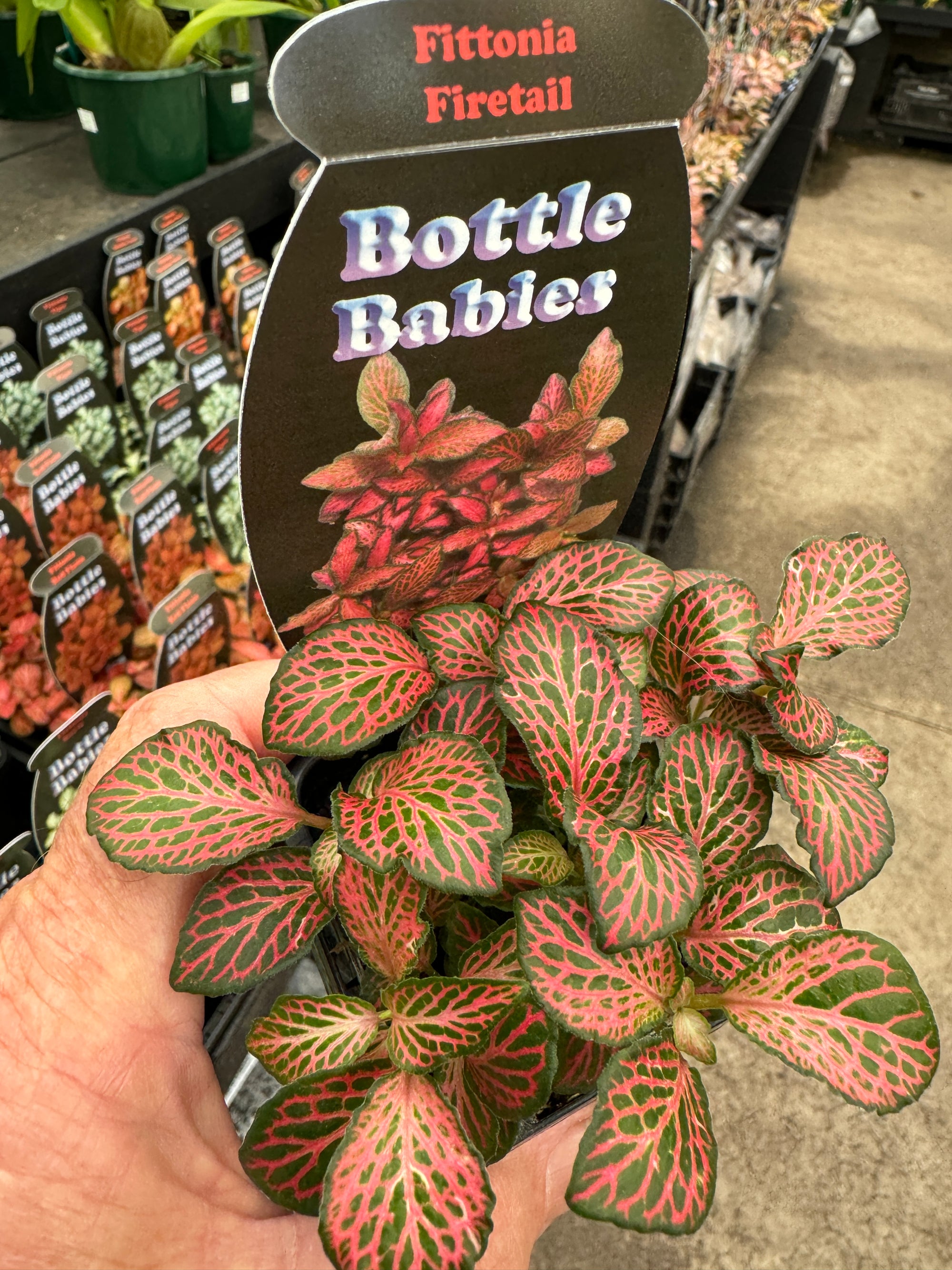 Fittonia 'Firetail' - The Ruby-Veined Nerve Plant