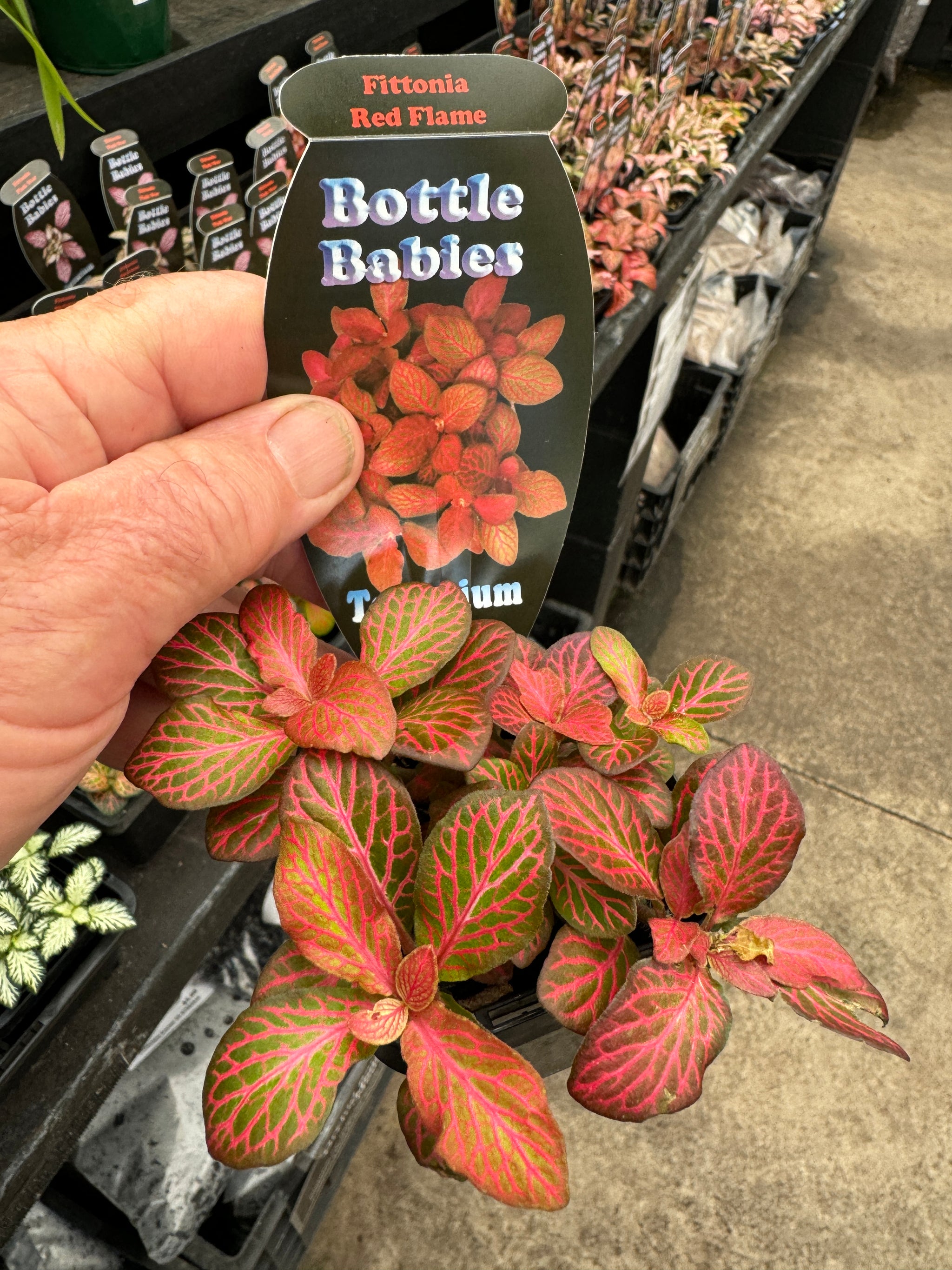 Fittonia 'Red Flame'