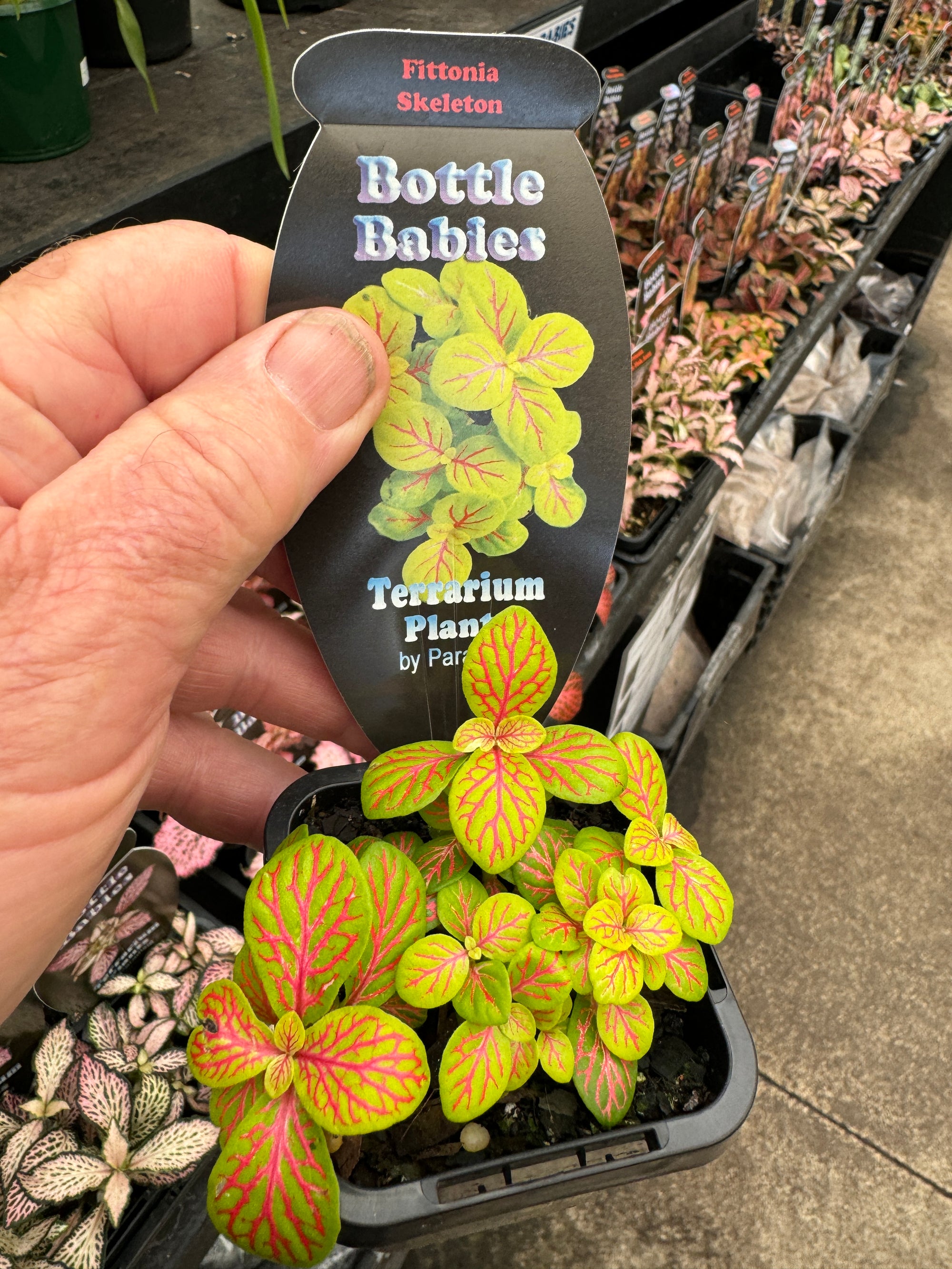 Fittonia 'Skeleton'