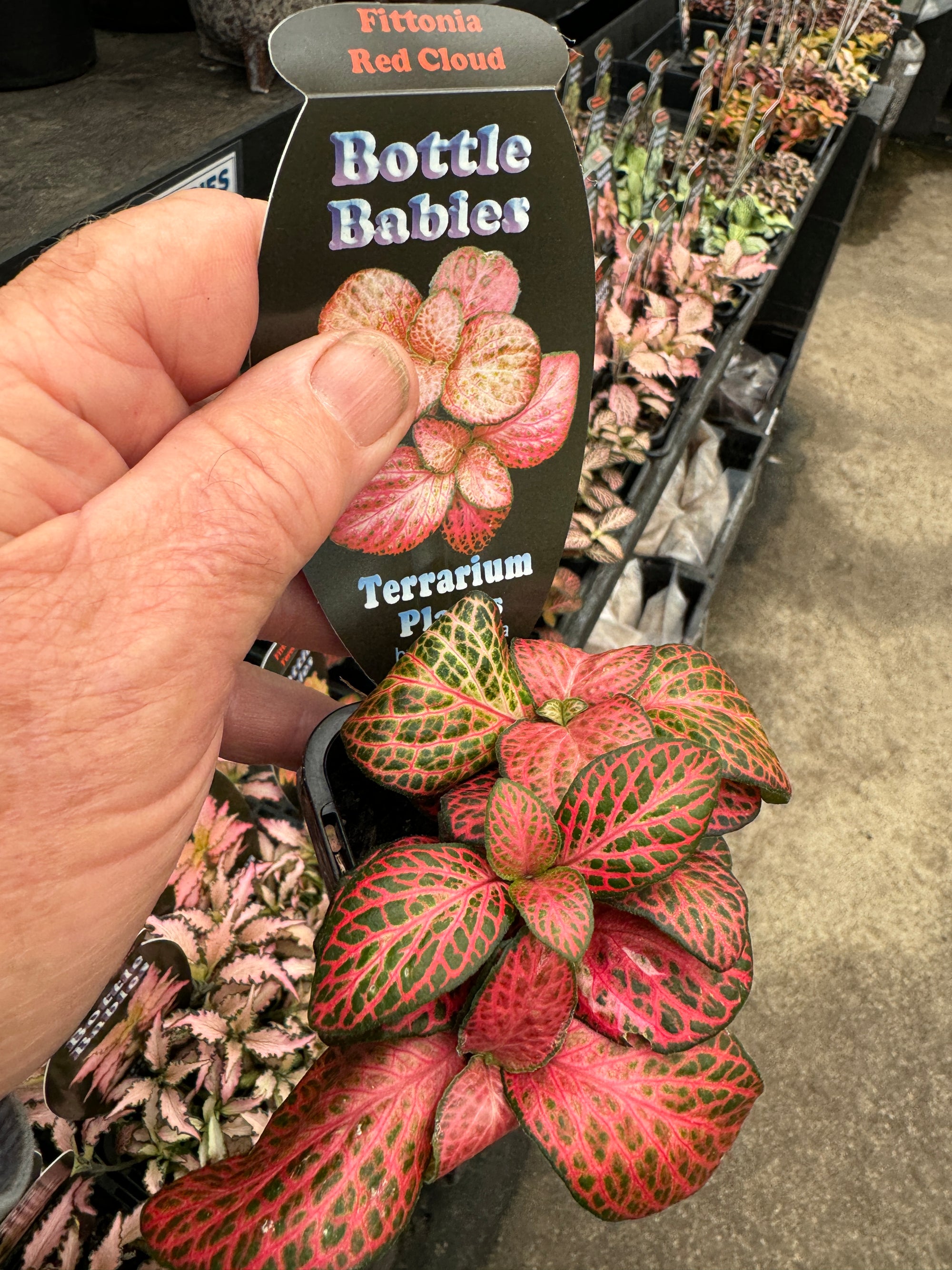 Fittonia 'Red Cloud'