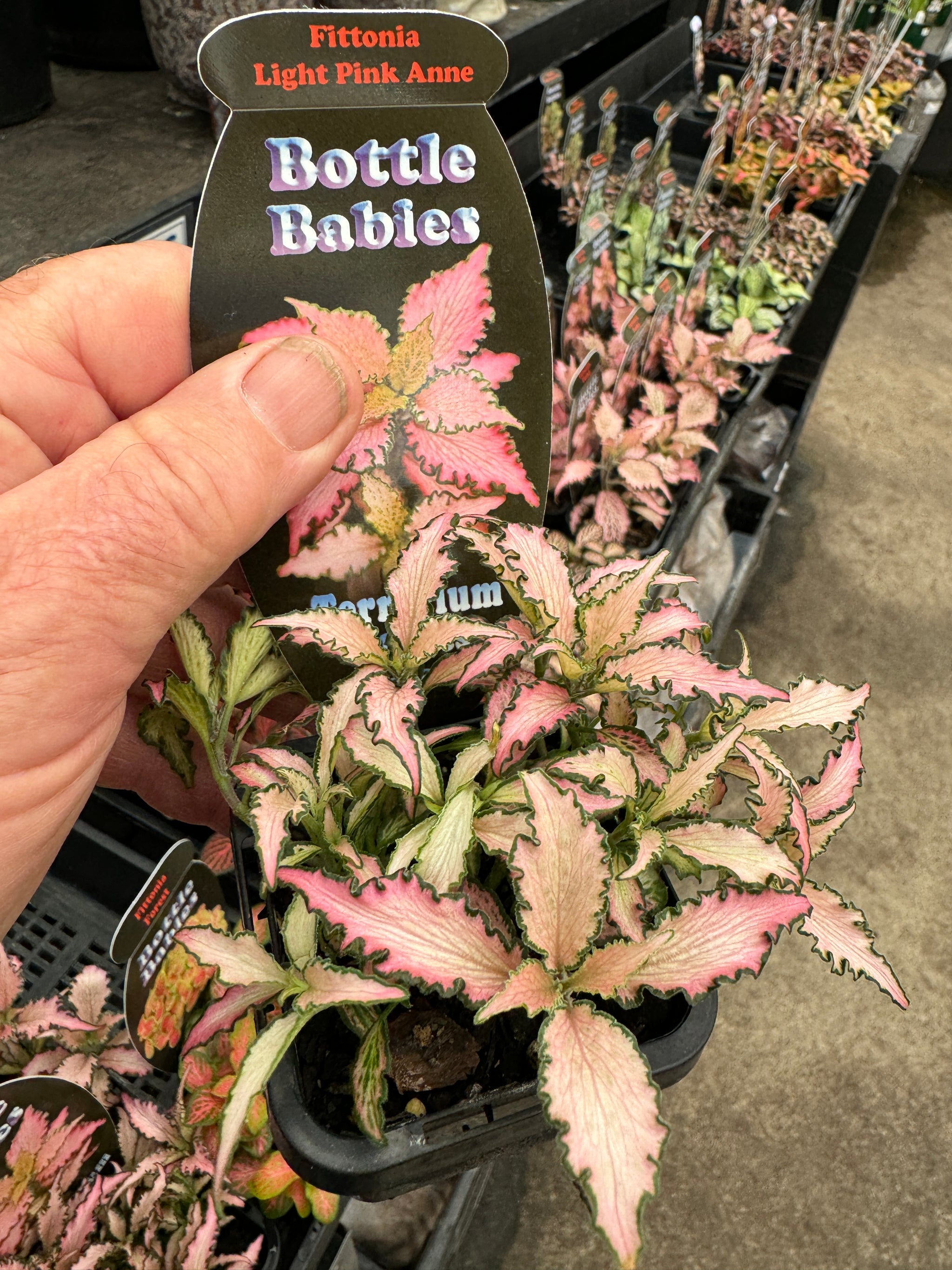 Fittonia 'Light Pink Anne'