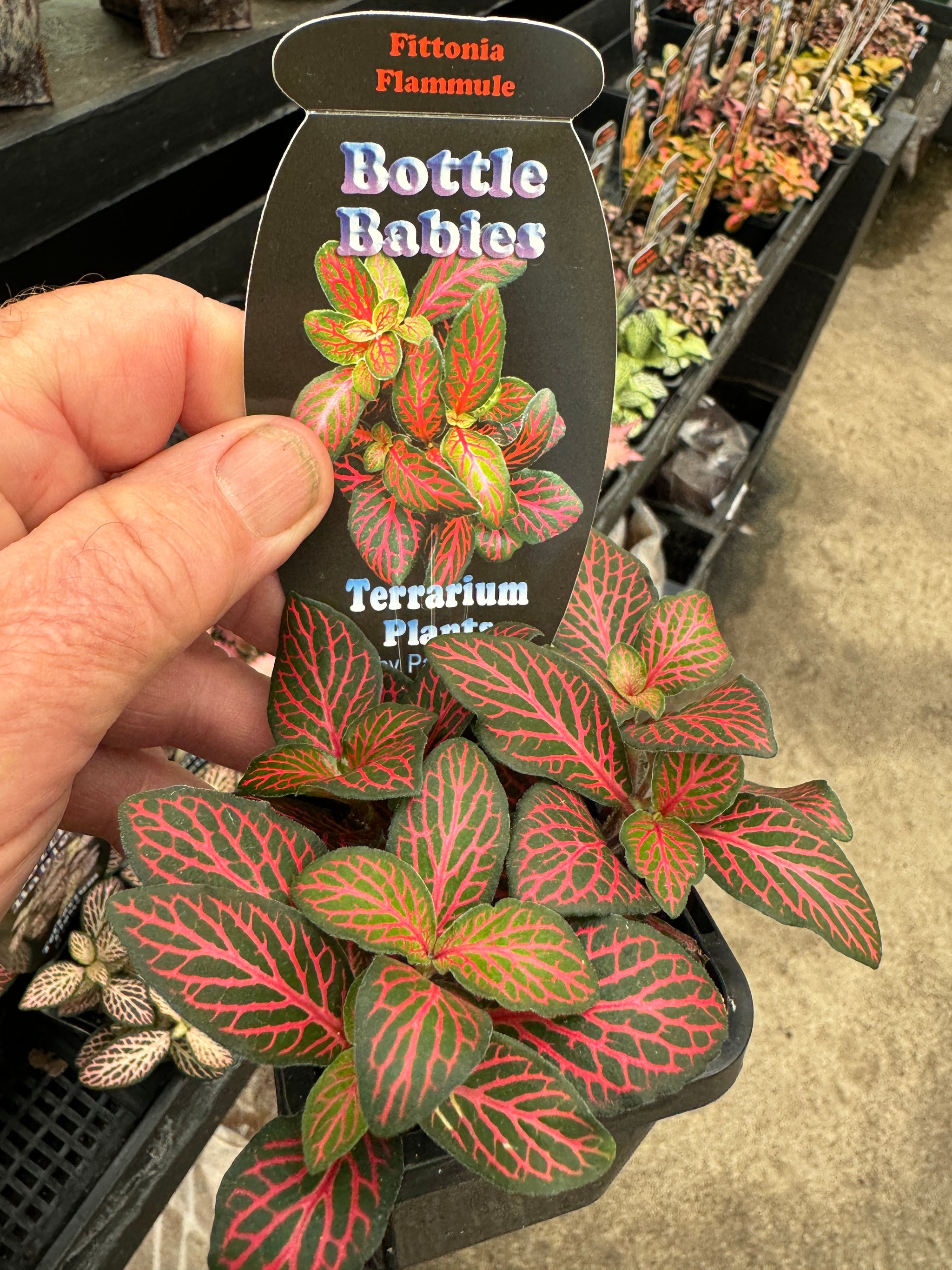 Fittonia 'Flamule'