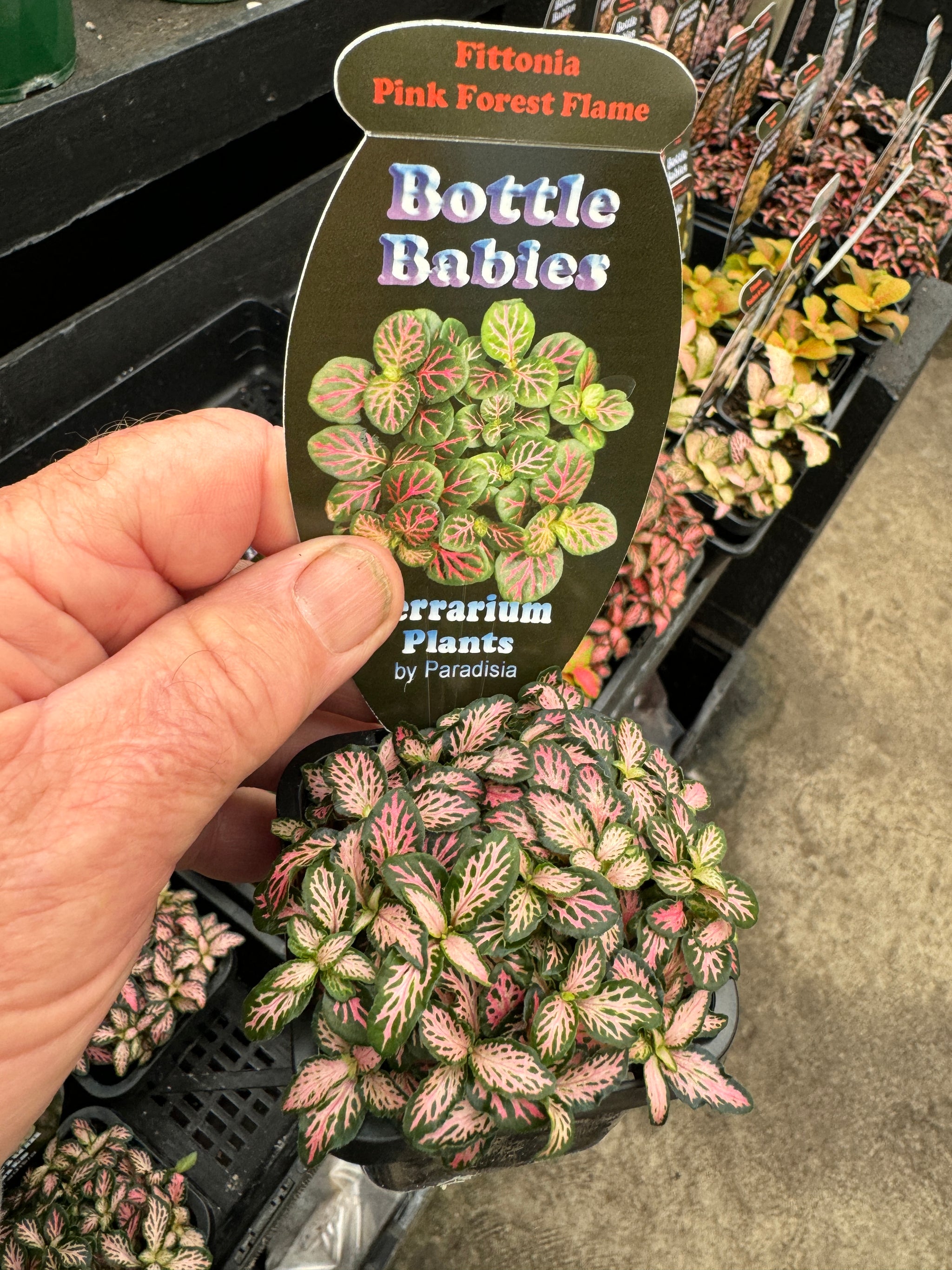 Fittonia 'Pink Forest Flame'