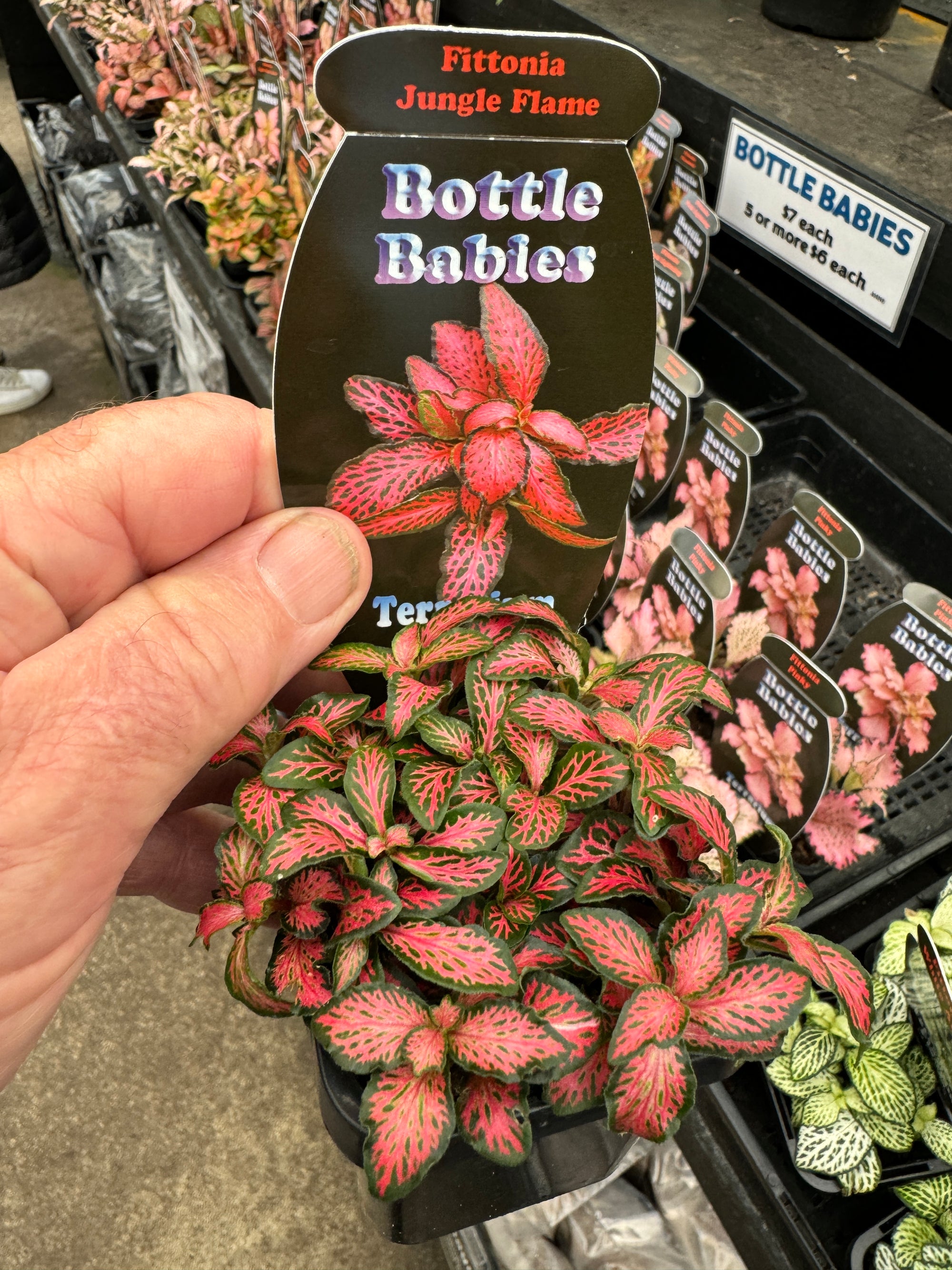 Fittonia 'Jungle Flame'