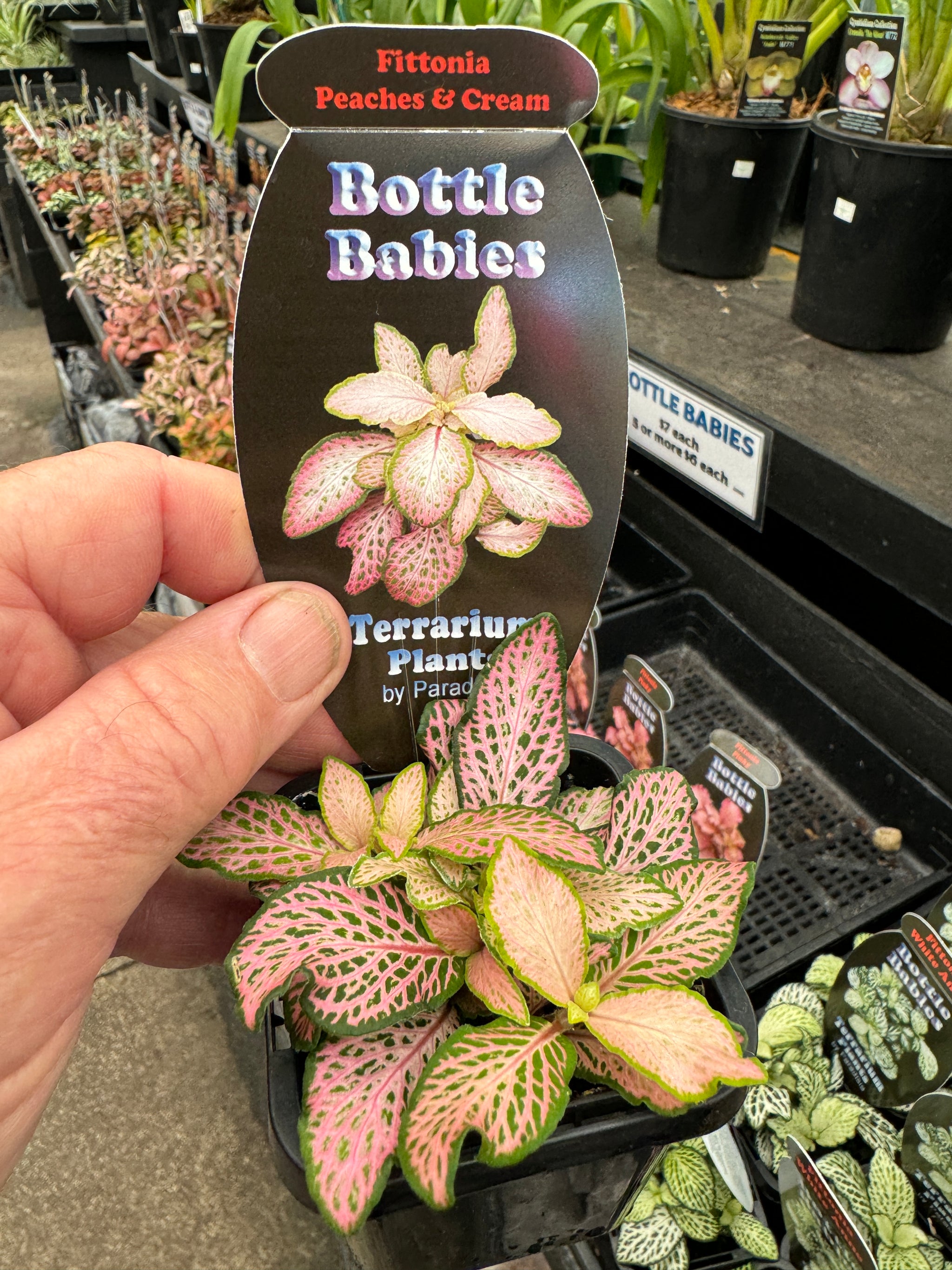 Fittonia 'Peaches & Cream'