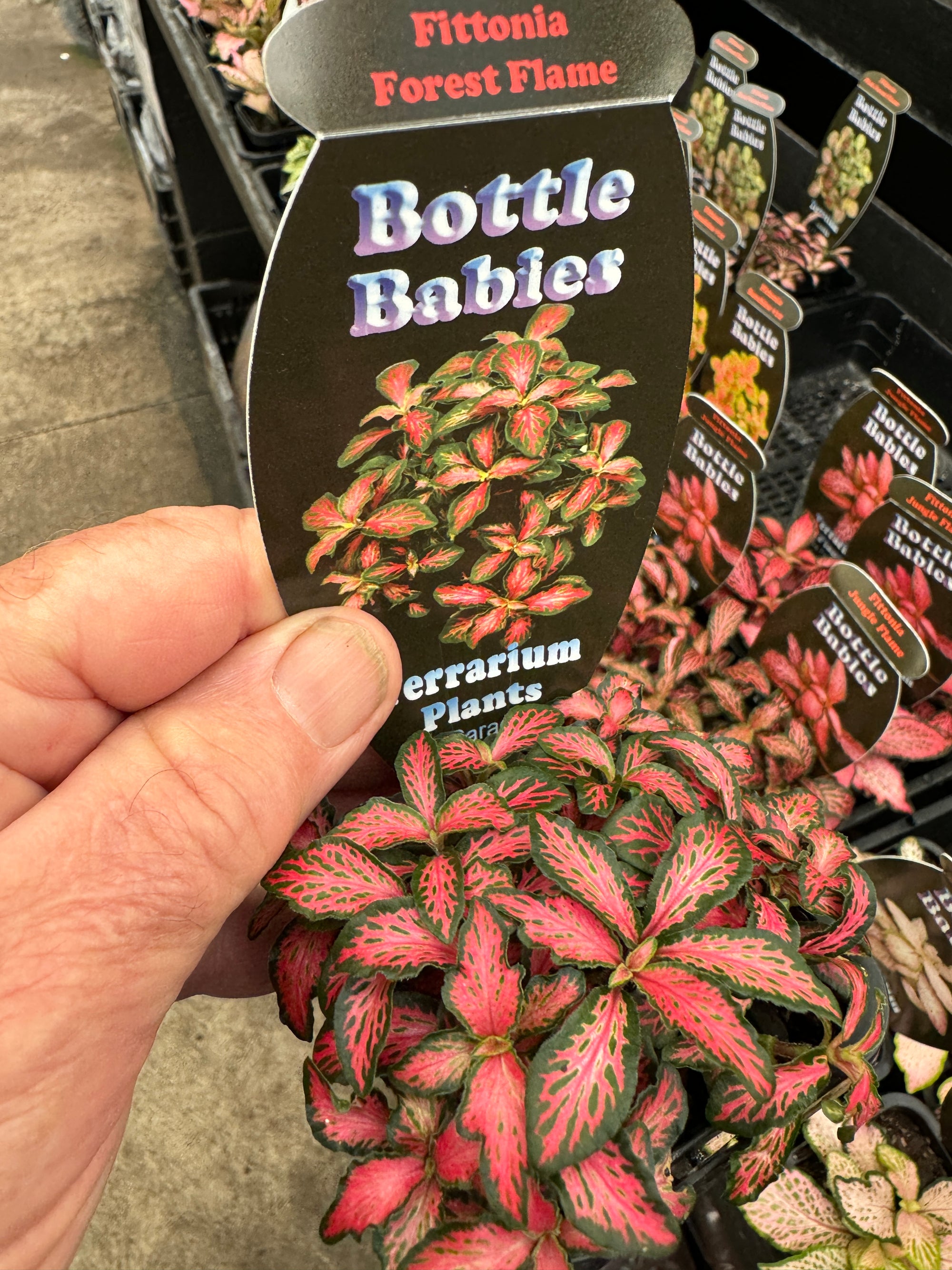 Fittonia 'Forest Flame' - The Painted Nerve Plant