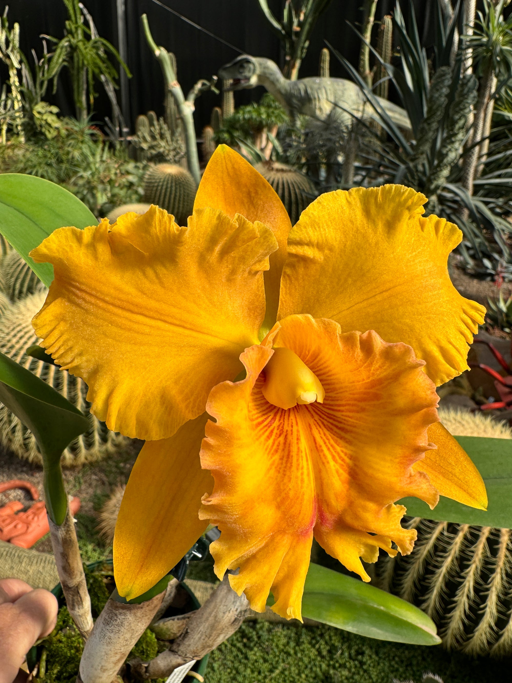 Cattleya Alliance Blc. Thongsupan Gold #2'