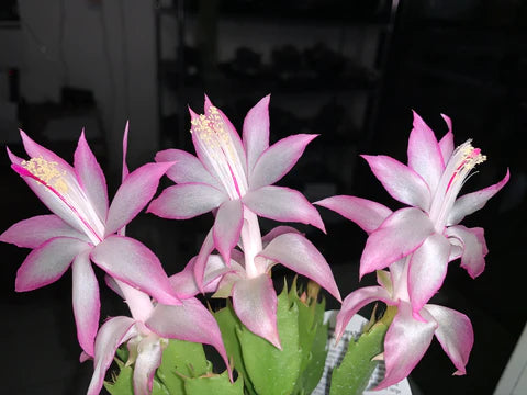 Zygocactus Schlumbergera 'Thor Caroline' 66mm Pot