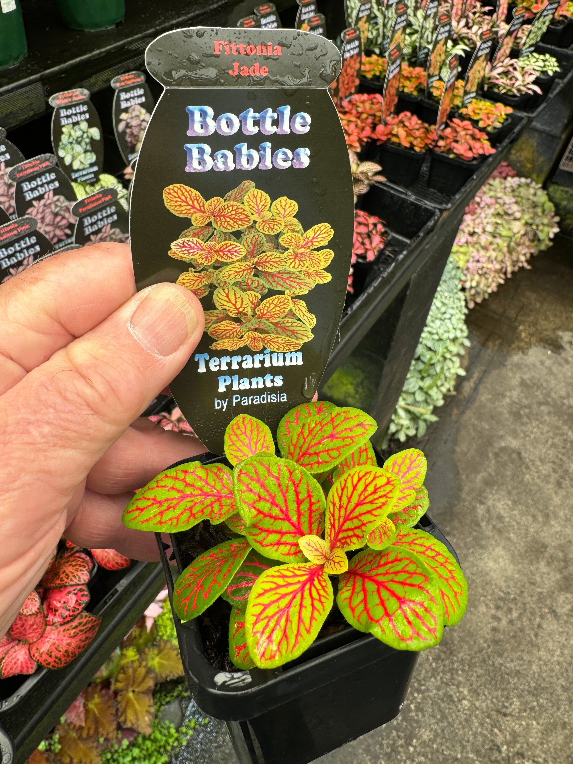 Fittonia 'Jade'