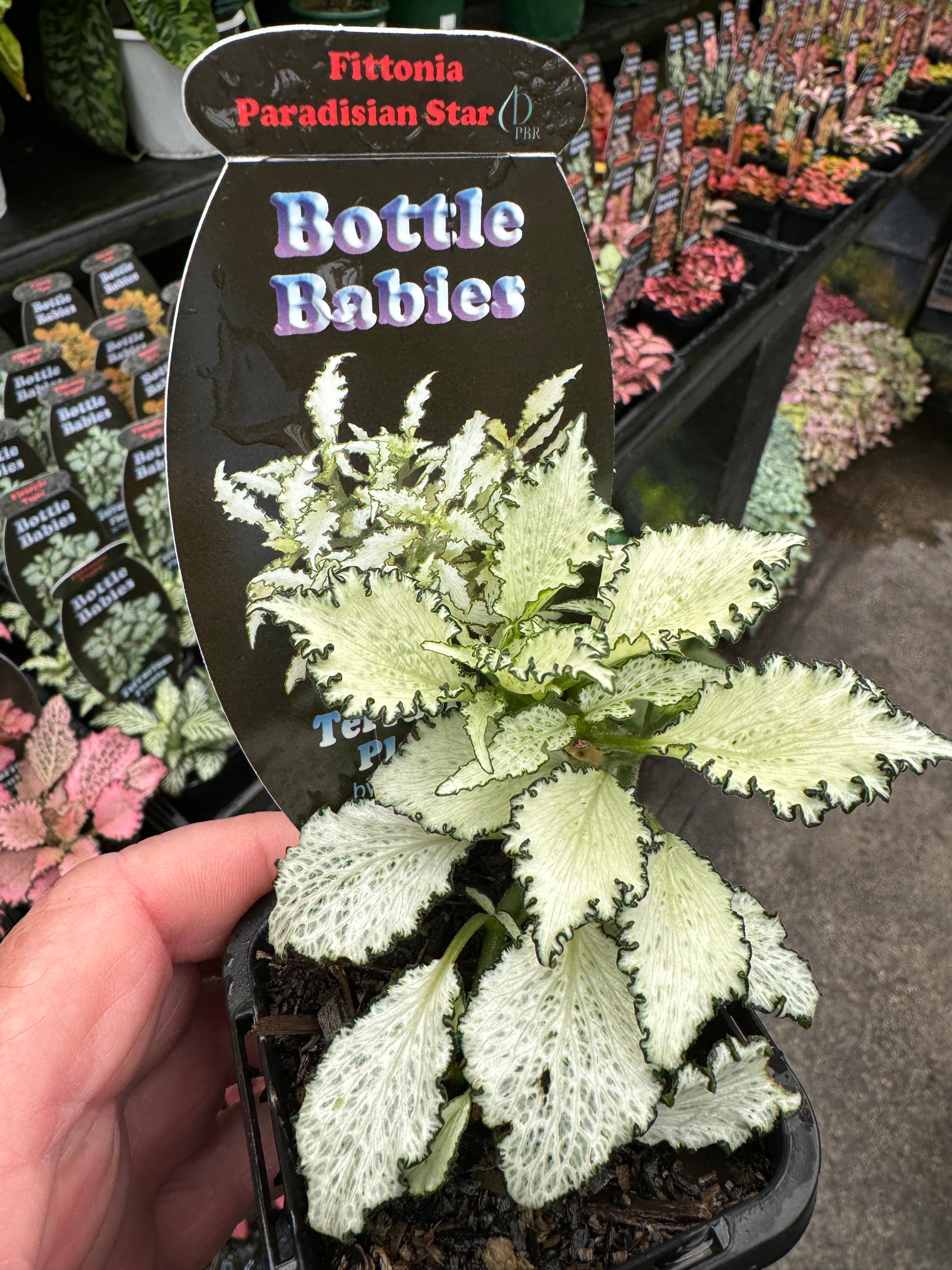 Fittonia 'Paradisian Star'