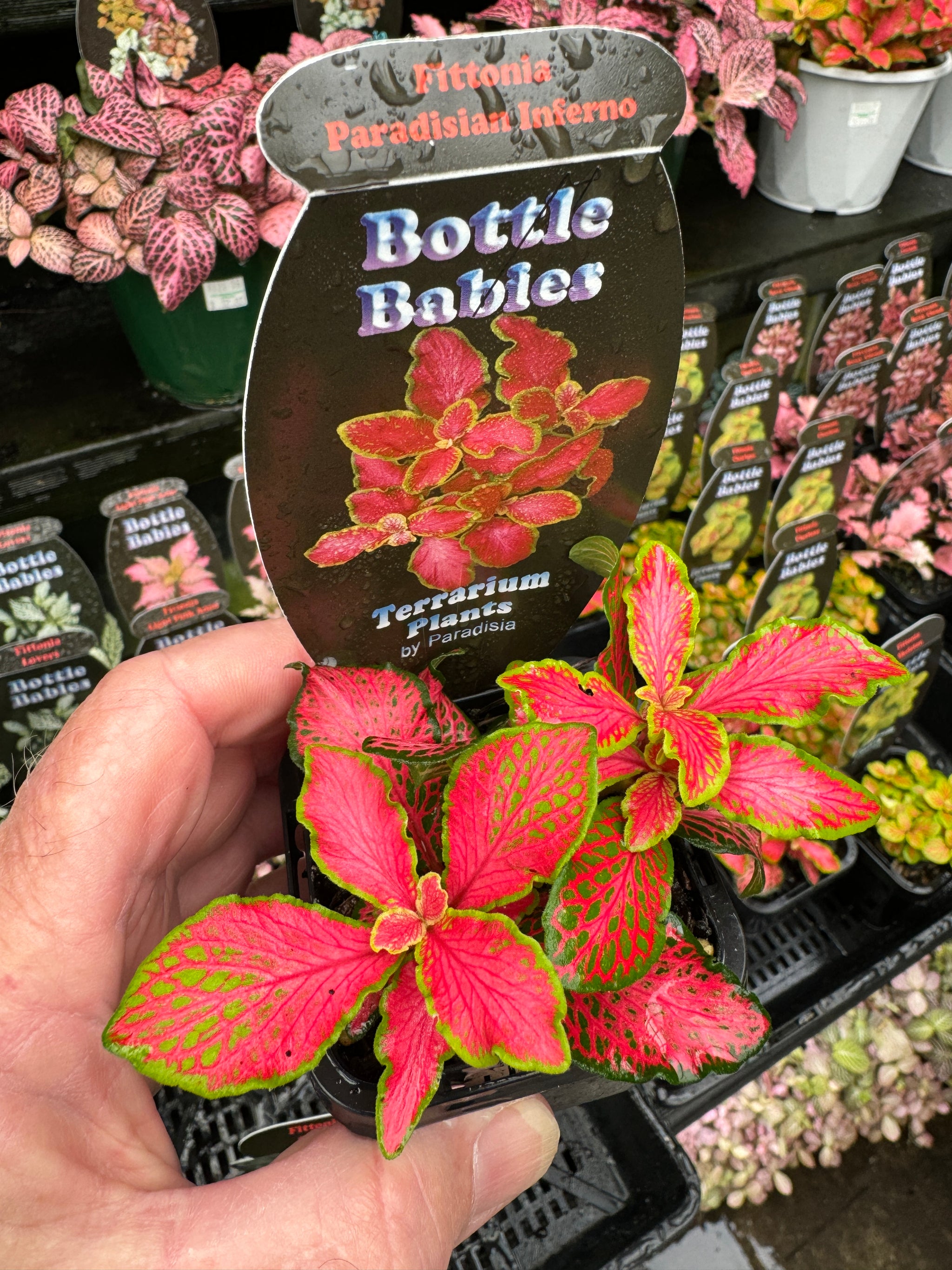 Fittonia 'Paradisian Inferno'