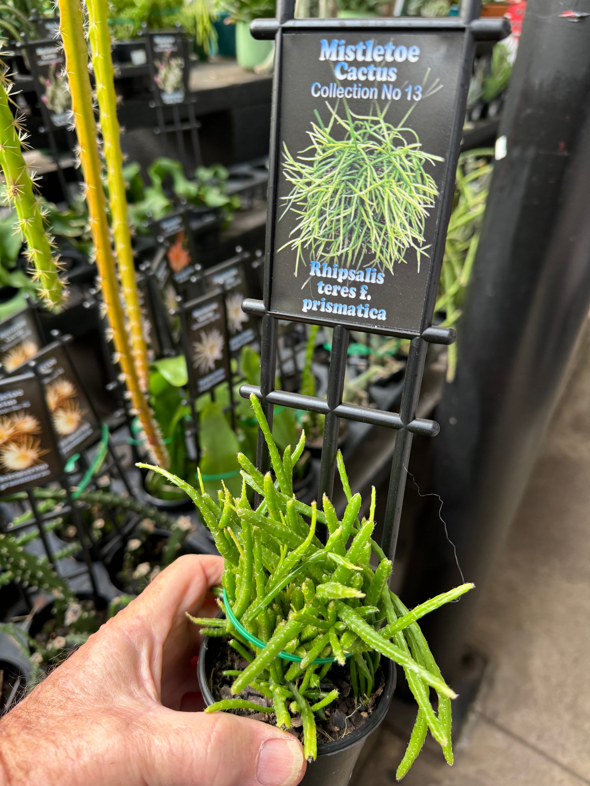 Rhipsalis teres f. prismatica - Mistletoe Cactus - A Geometrically Intriguing Epiphyte