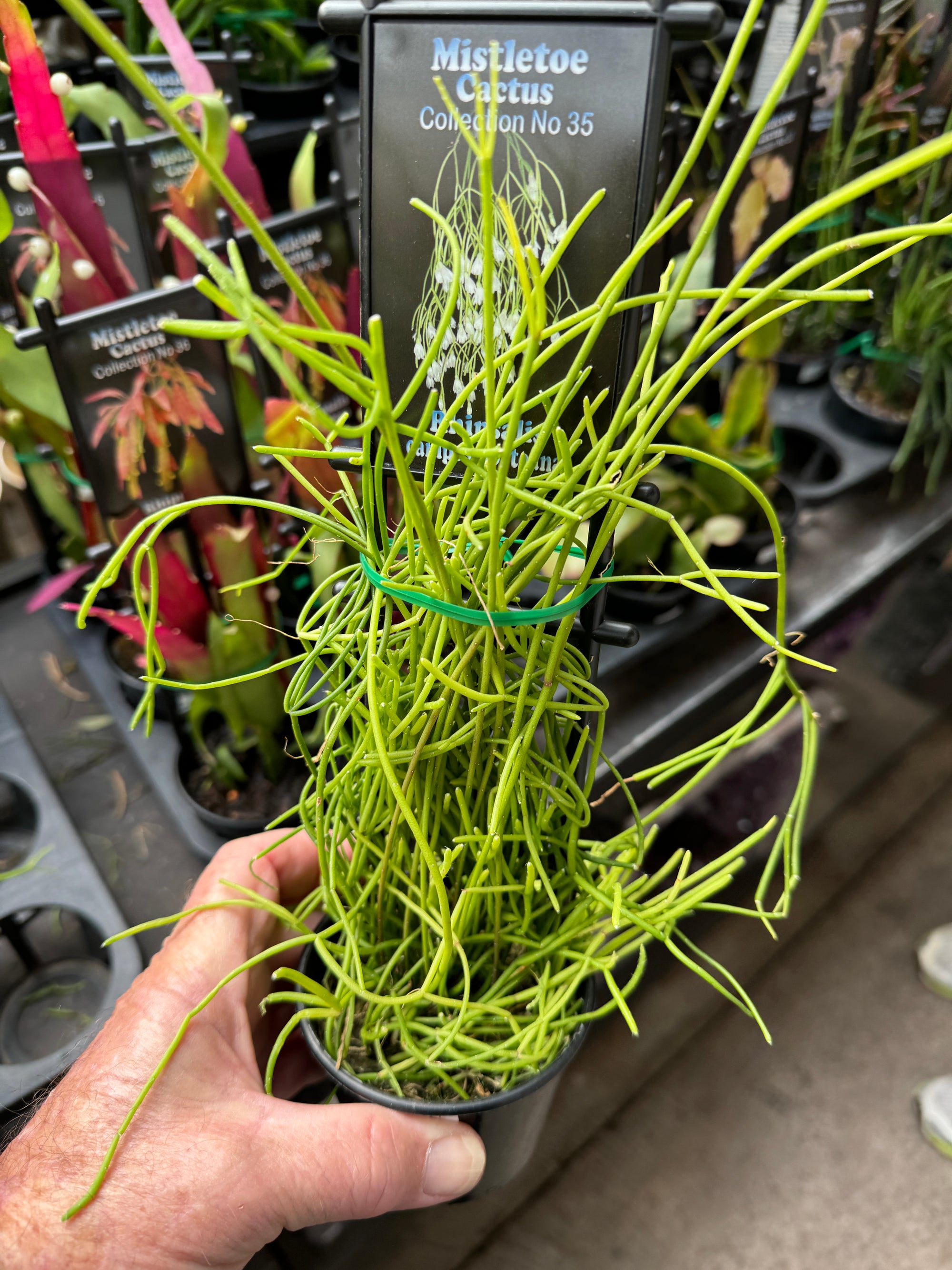 Rhipsalis campos #35