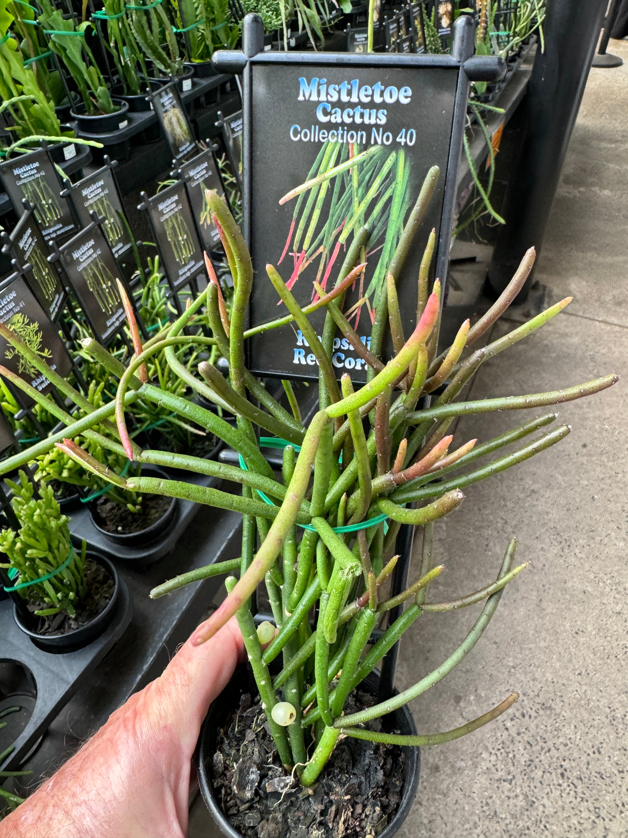 rhipsalis pencil cactus Rhipsalis baccifera 'Red Coral' – Mistletoe Cactus – Collectors Online