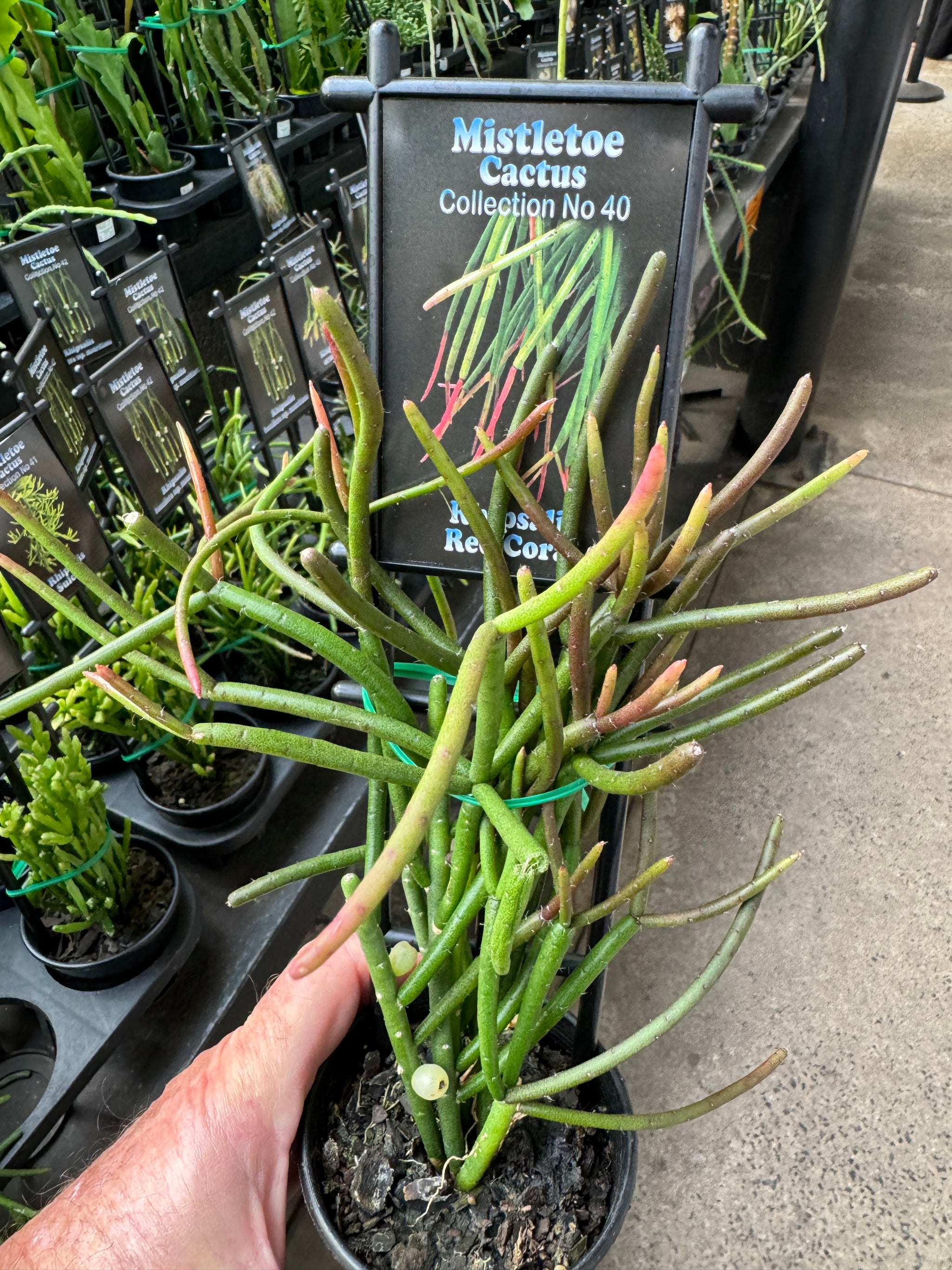 rhipsalis vs pencil cactus Rhipsalis baccifera 'Red Coral' – Mistletoe Cactus – Collectors Online