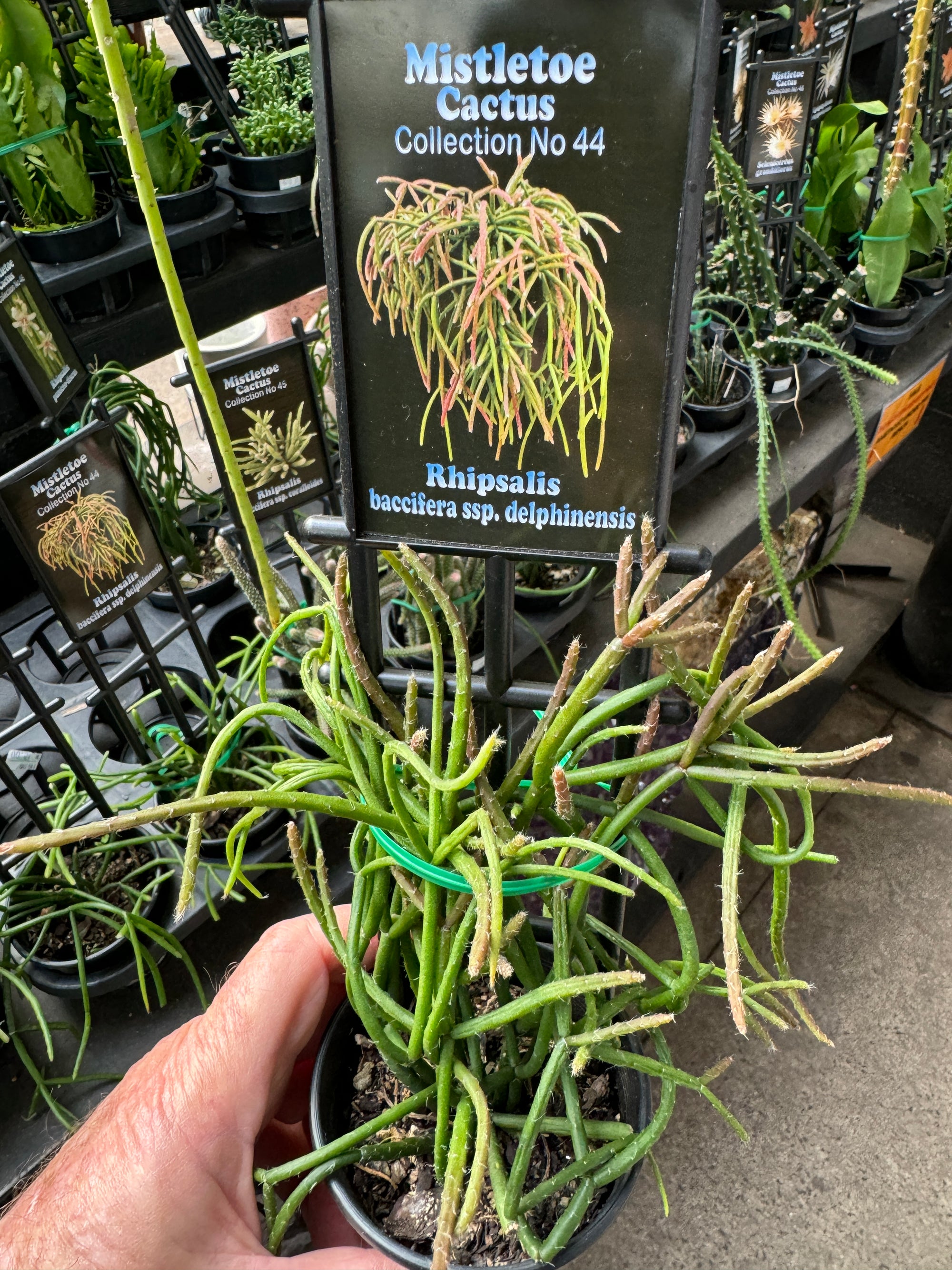 Rhipsalis baccifera ssp. delphinensis - Mistletoe Cactus - Delicate Trailing Beauty