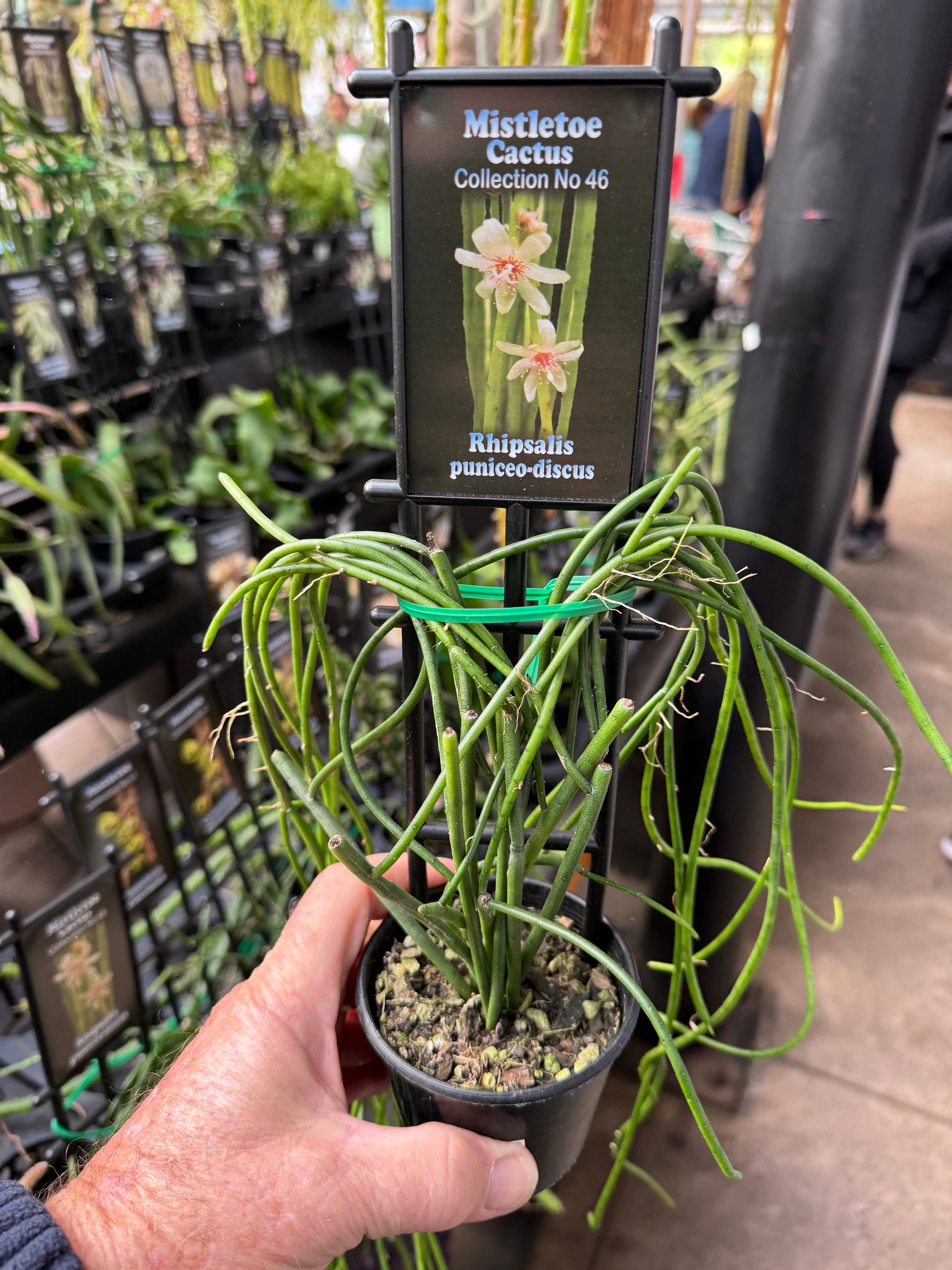 Rhipsalis puniceodiscus - Red Mistletoe Cactus - An Eye-Catching Epiphytic Succulent