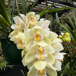 Cymbidium Sleepy Sarah 'Snow Blind' Semi Pendulous