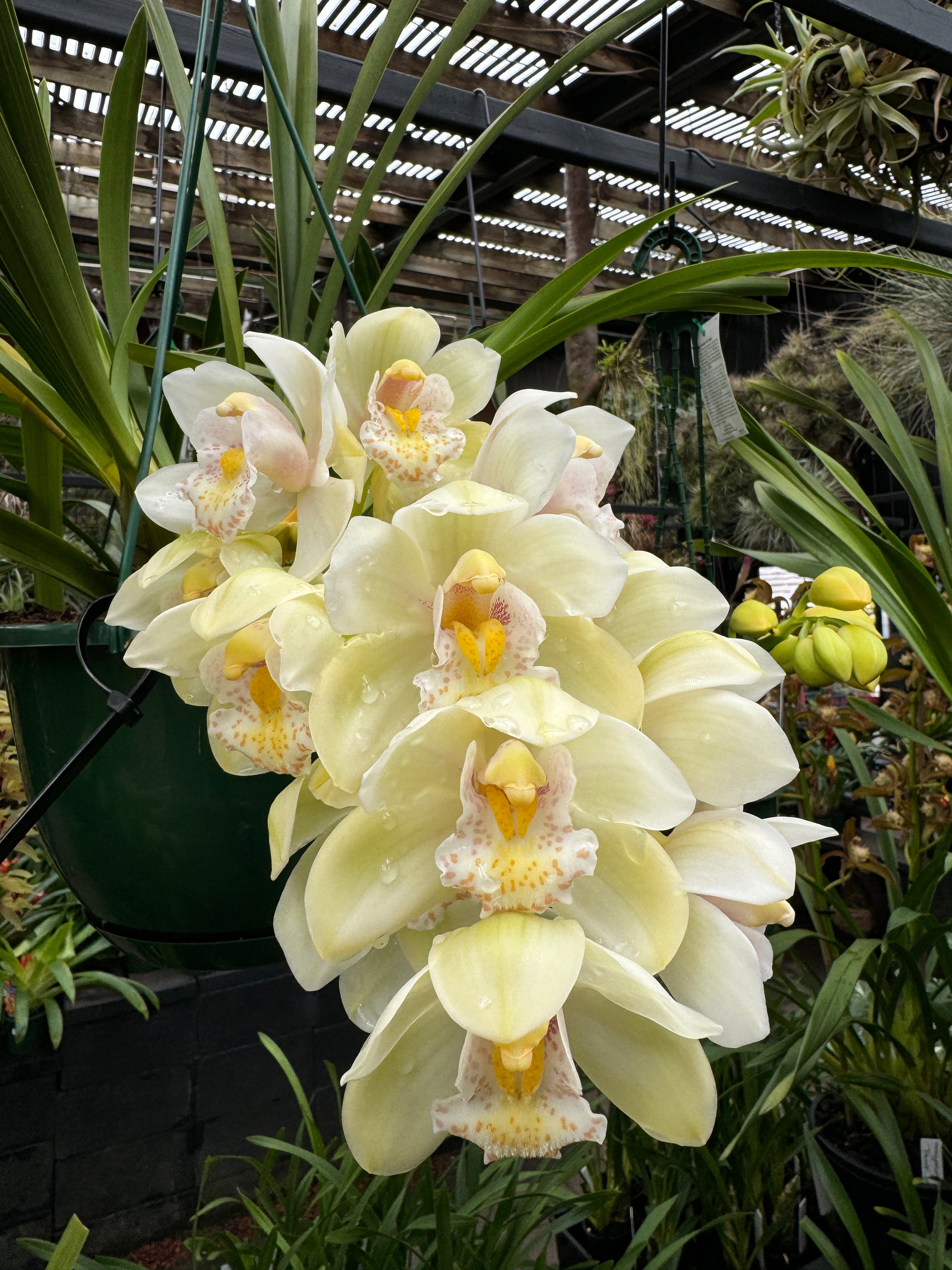 Cymbidium Sleepy Sarah 'Snow Blind' Semi Pendulous