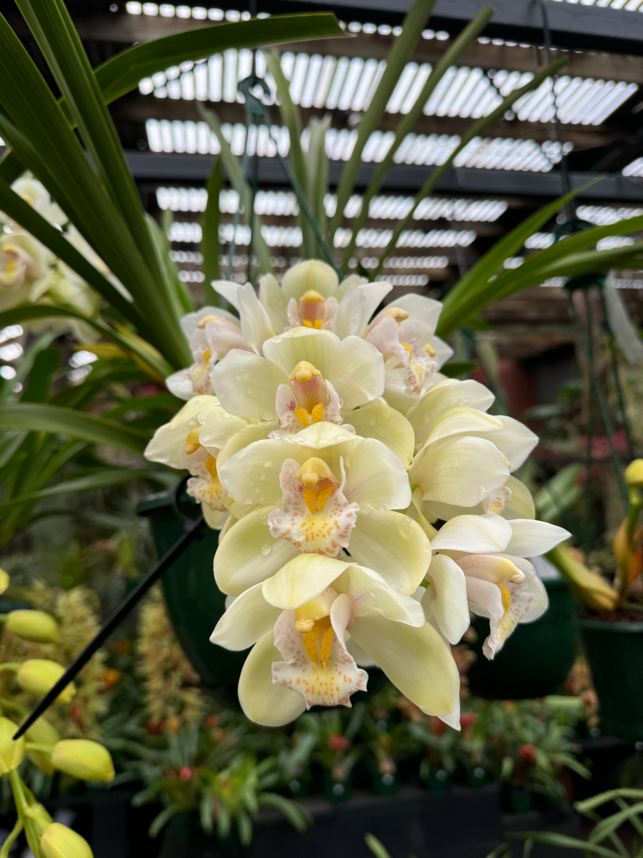 Cymbidium Sleepy Sarah 'Snow Blind' Semi Pendulous