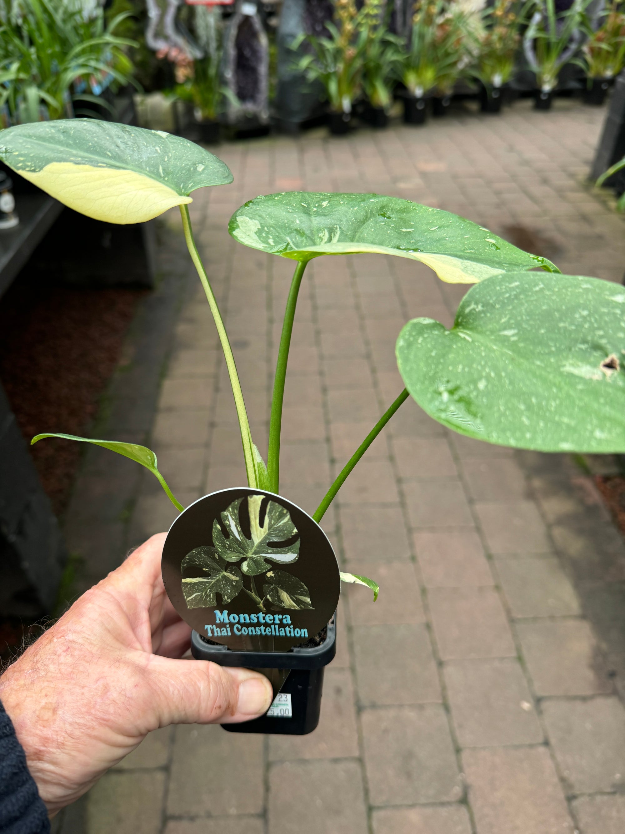 Monstera deliciosa 'Thai Constellation' 66mm pot