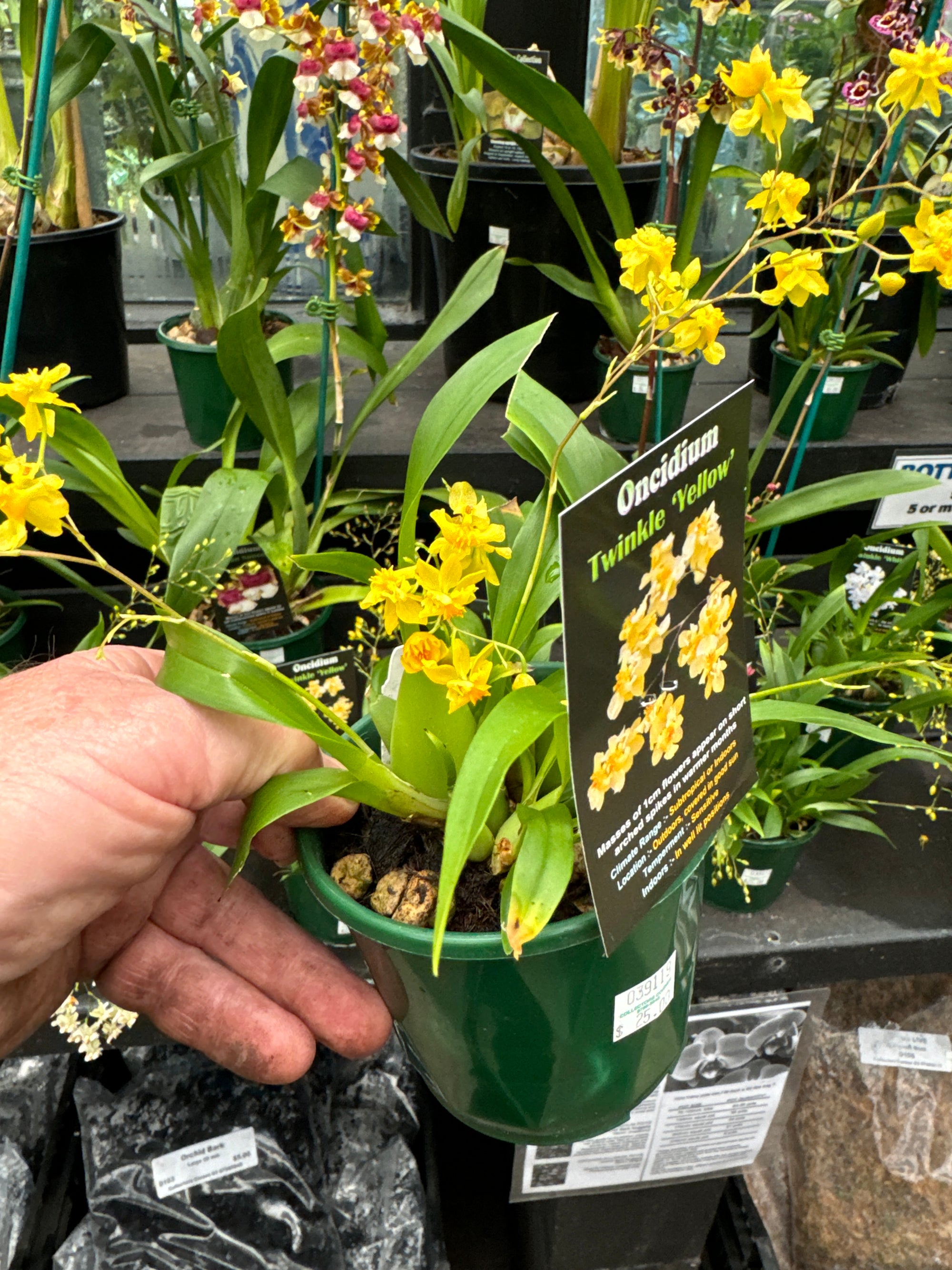 Oncidium Twinkle Gold