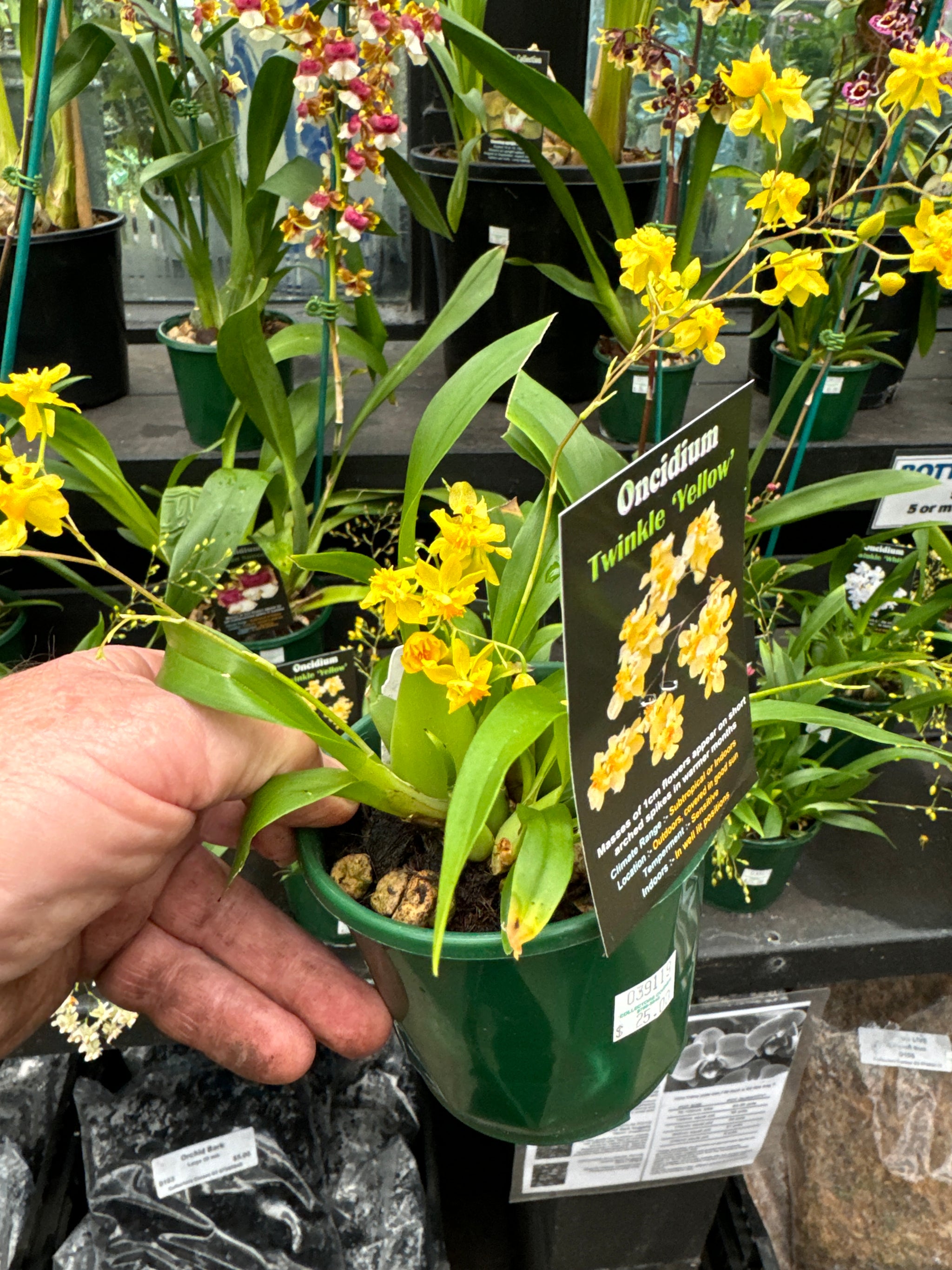 Oncidium Twinkle Yellow