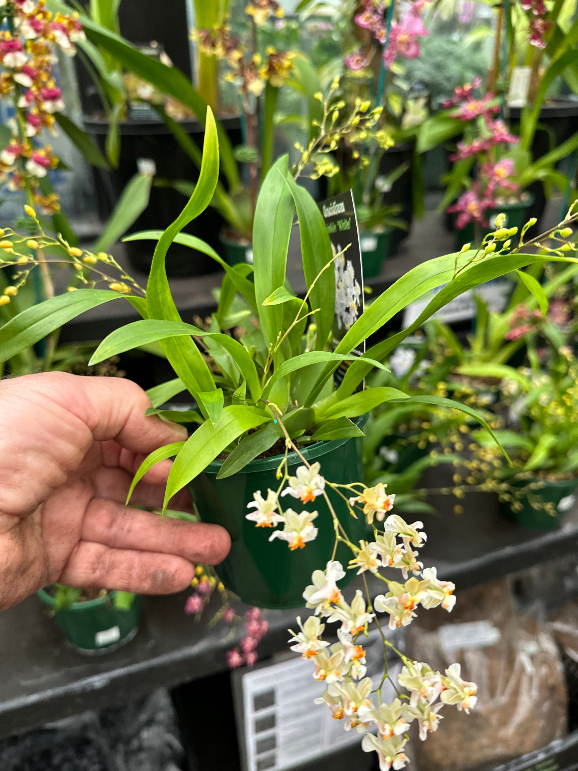 Oncidium Twinkle White  Form