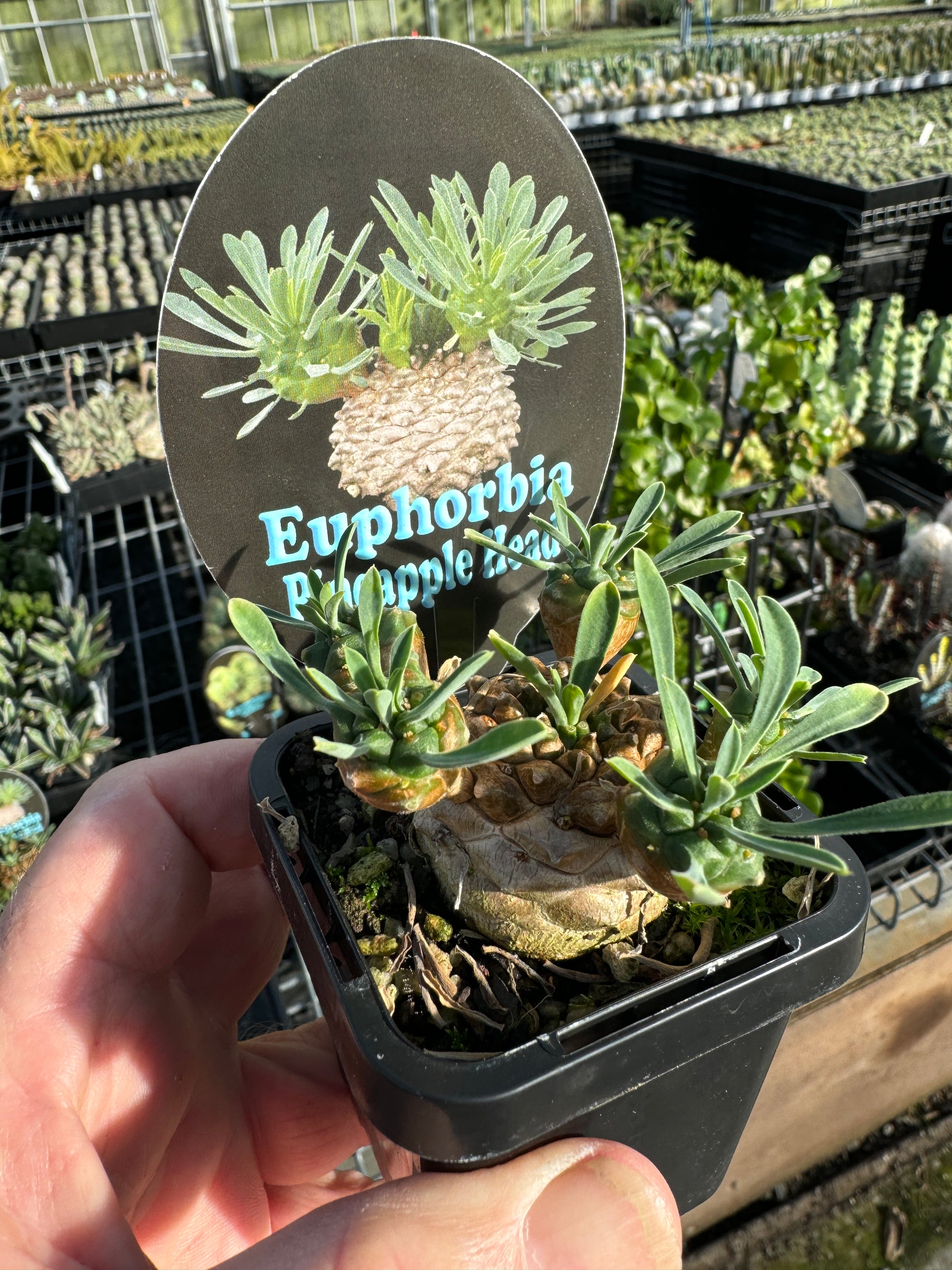 Euphorbia 'Pineapple Head' (NOT FOR WA)