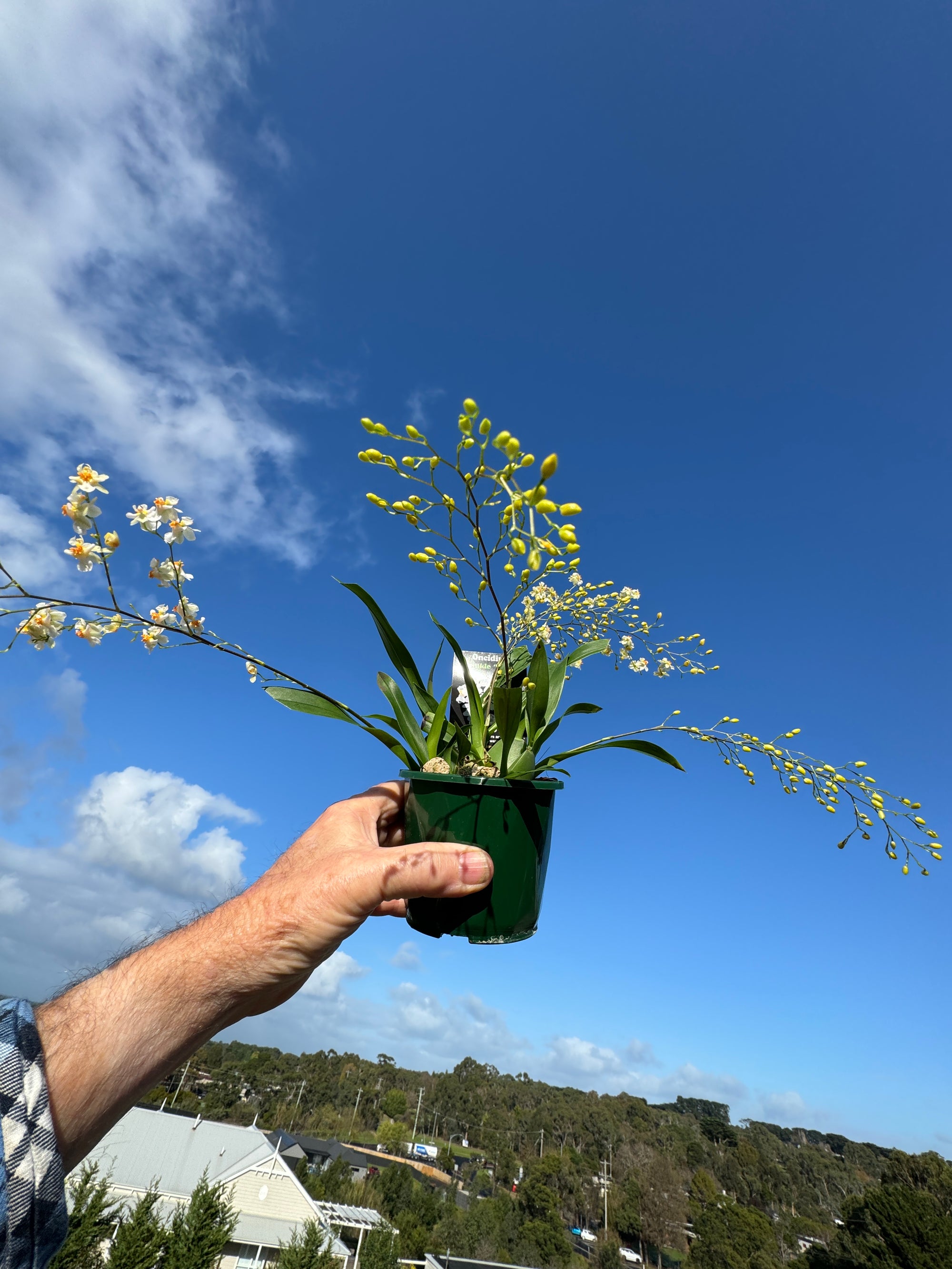 Oncidium Twinkle White  Form