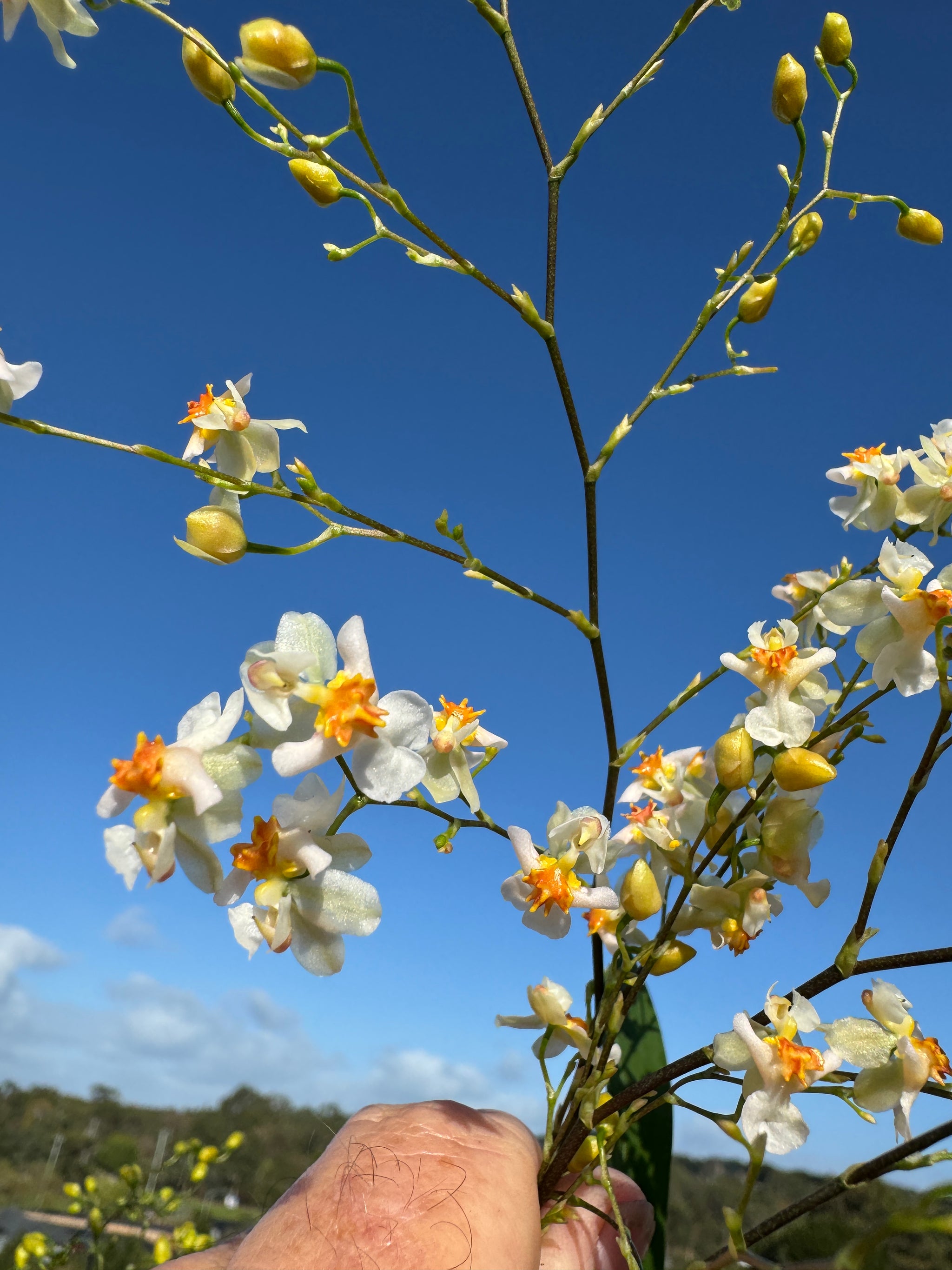 Oncidium Twinkle White  Form