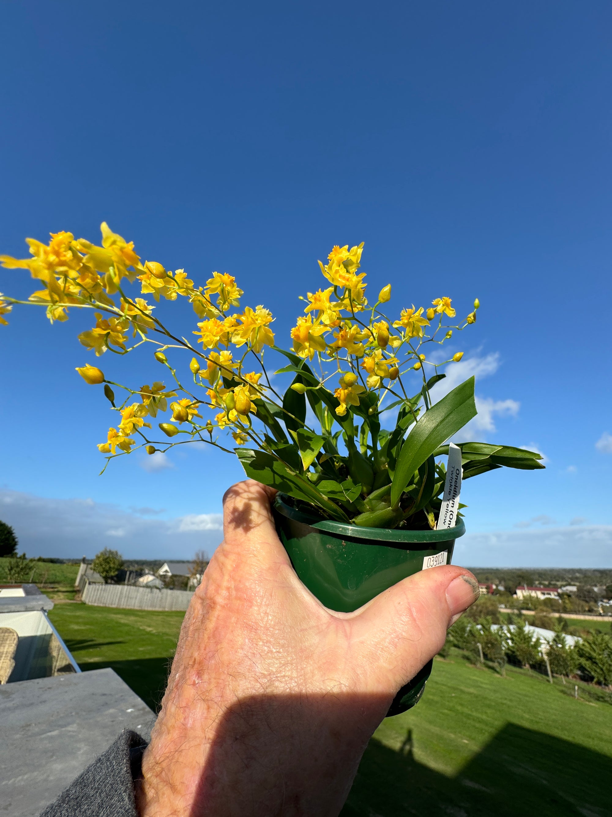 Oncidium Twinkle Gold